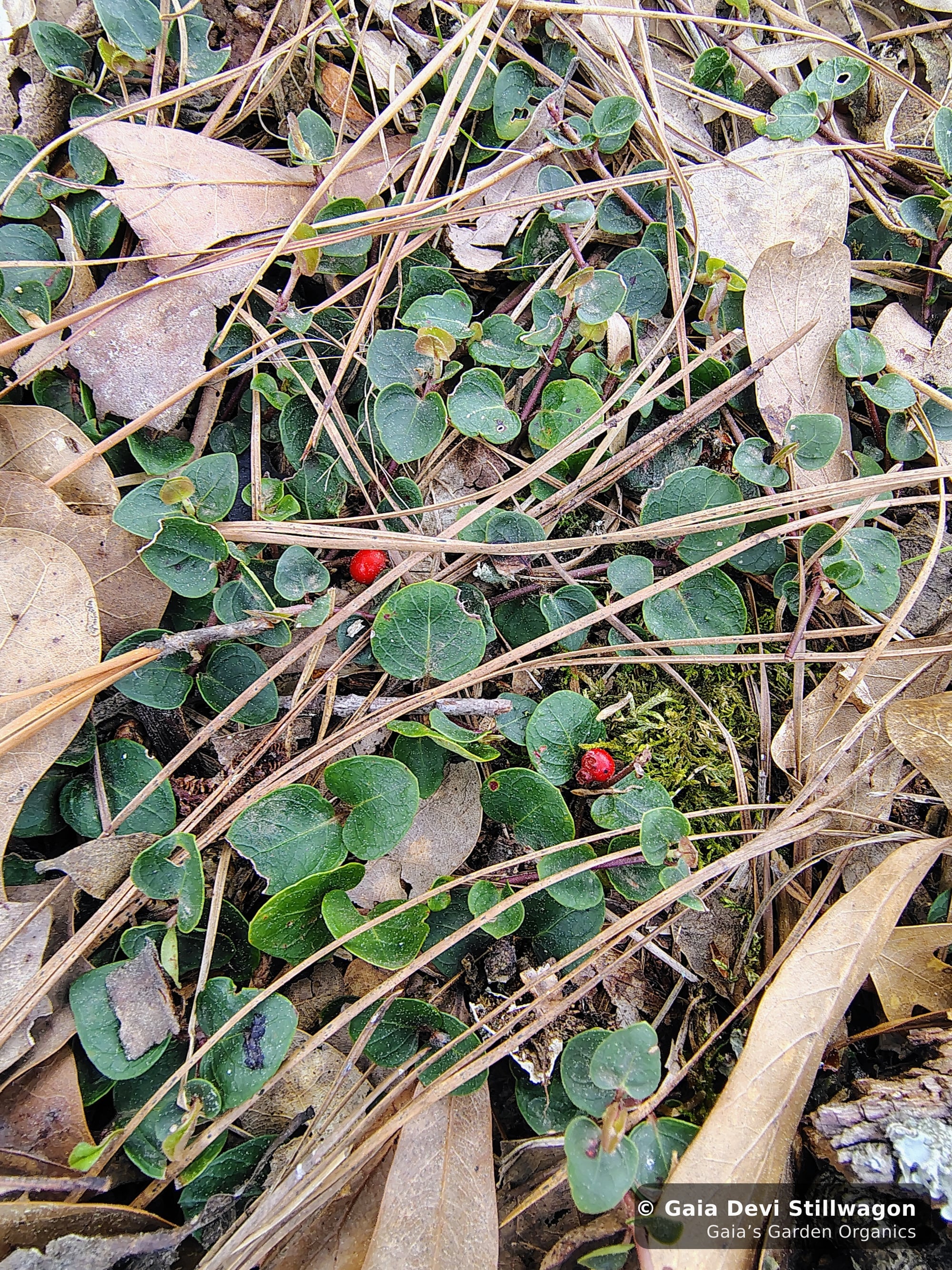 The medicinal herb garden at Gaia's Garden Organics, Umpire, Arkansas · Gaia Devi, clinical herbalist