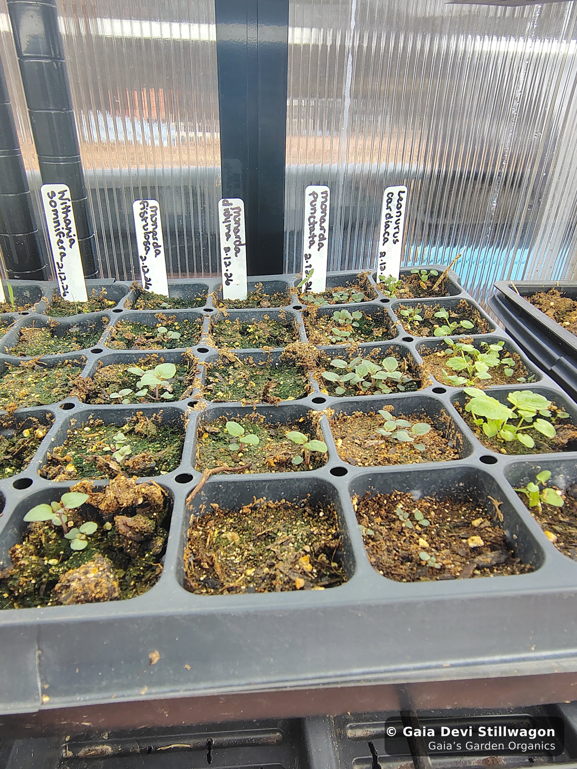 The medicinal herb garden at Gaia's Garden Organics, Umpire, Arkansas · Gaia Devi, clinical herbalist