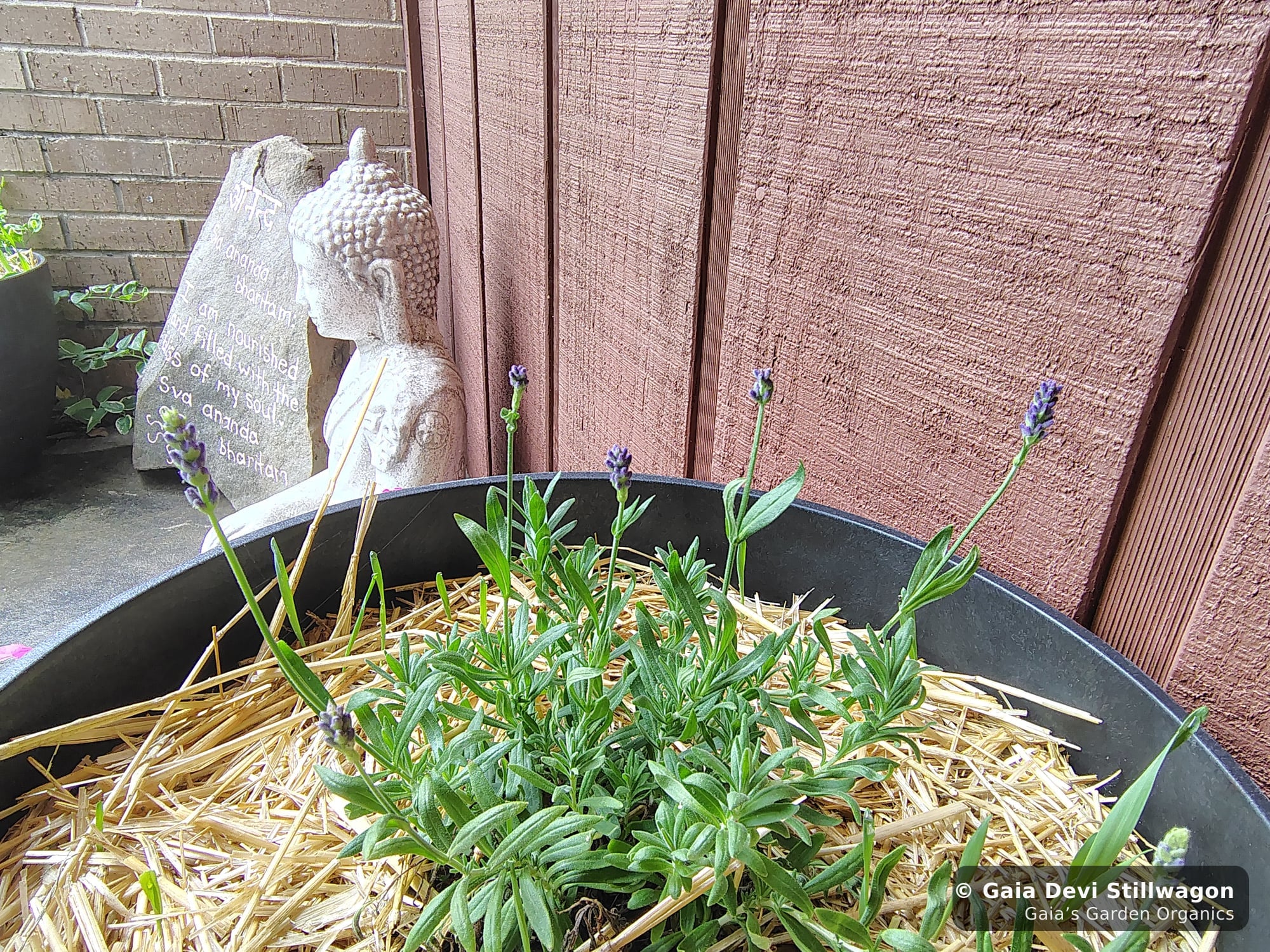 Lavender flowering in a pot near the Zen Home door at Gaia's Garden in Umpire, Arkansas, with a stone Buddha and Sanskrit stone behind, the source plant for our Tranquility Flower Essence