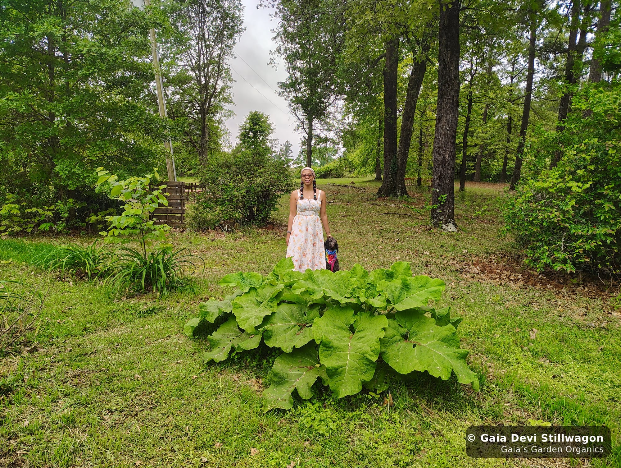 Gaia Devi, clinical herbalist, with Samadhi in the medicine garden behind a giant burdock plant, the human anchoring of a multi-dog household