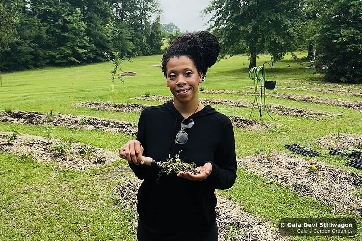 The medicinal herb garden at Gaia's Garden Organics, Umpire, Arkansas · Gaia Devi, clinical herbalist