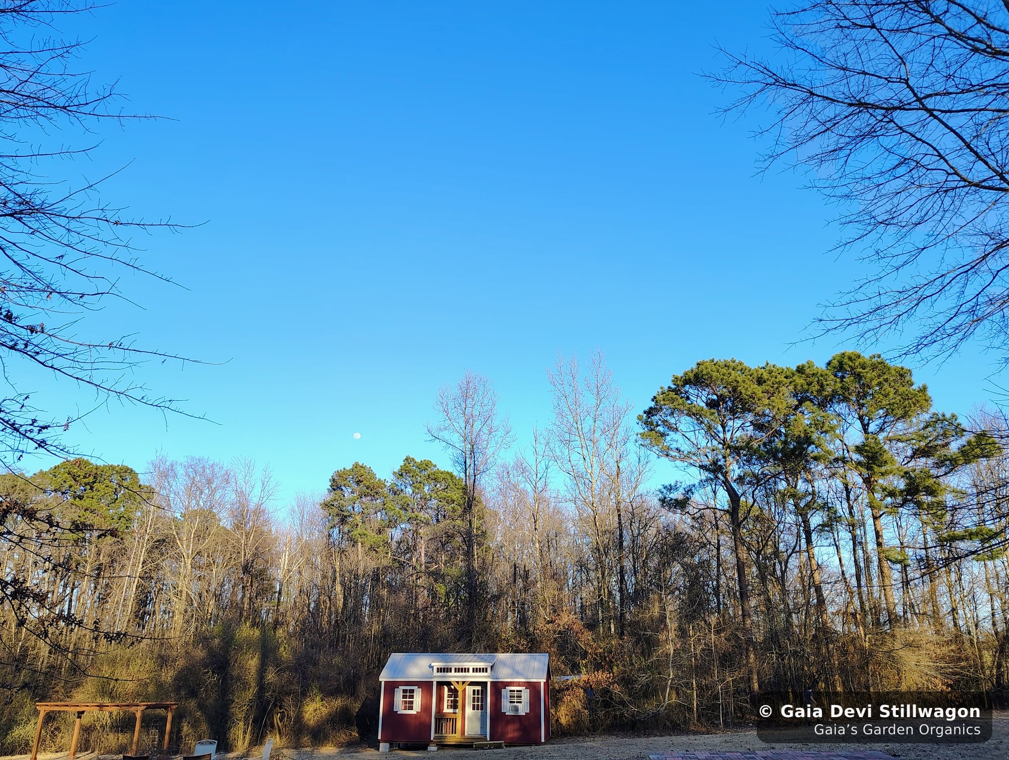 The medicinal herb garden at Gaia's Garden Organics, Umpire, Arkansas · Gaia Devi, clinical herbalist