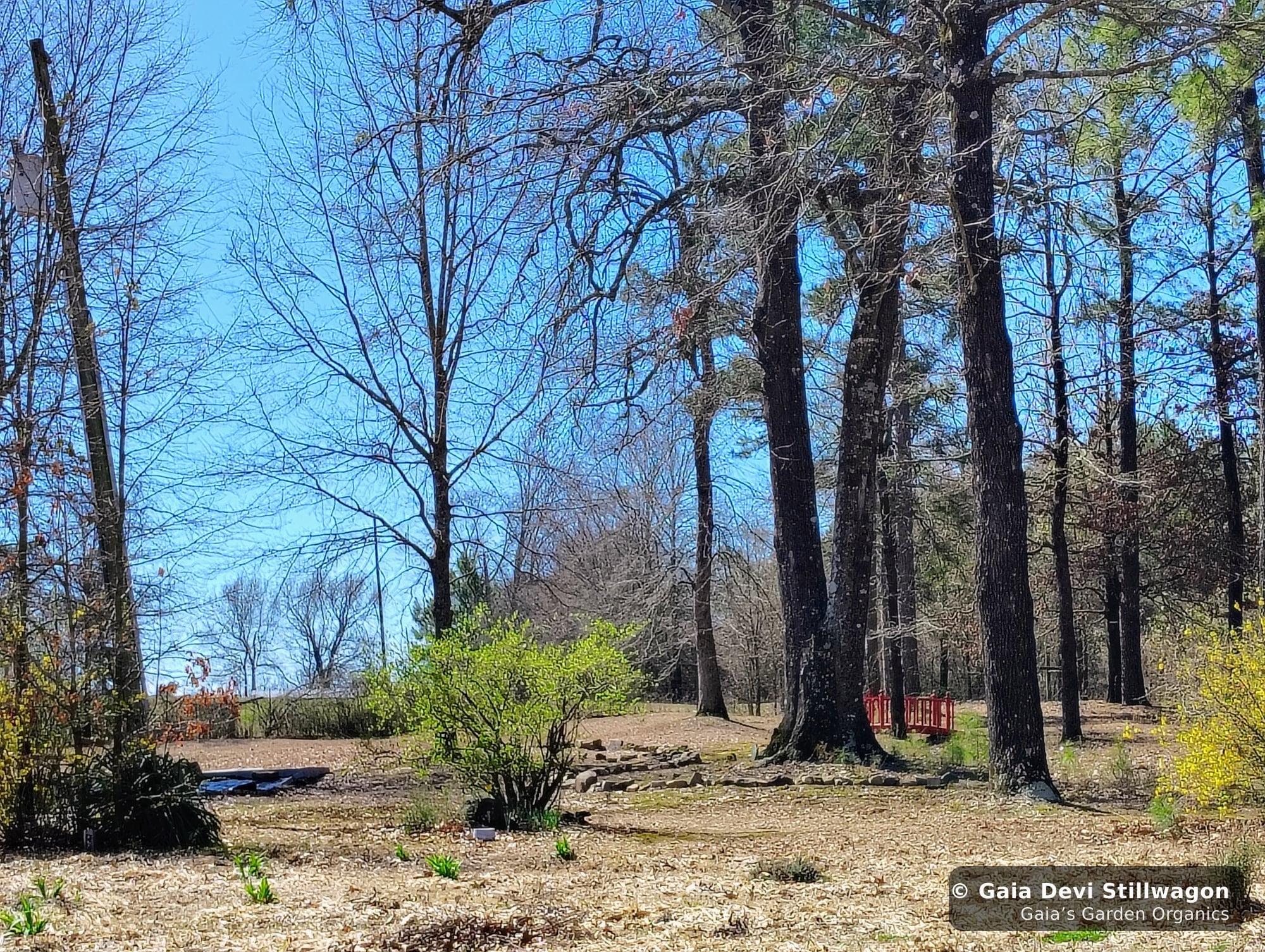 The medicinal herb garden at Gaia's Garden Organics, Umpire, Arkansas · Gaia Devi, clinical herbalist
