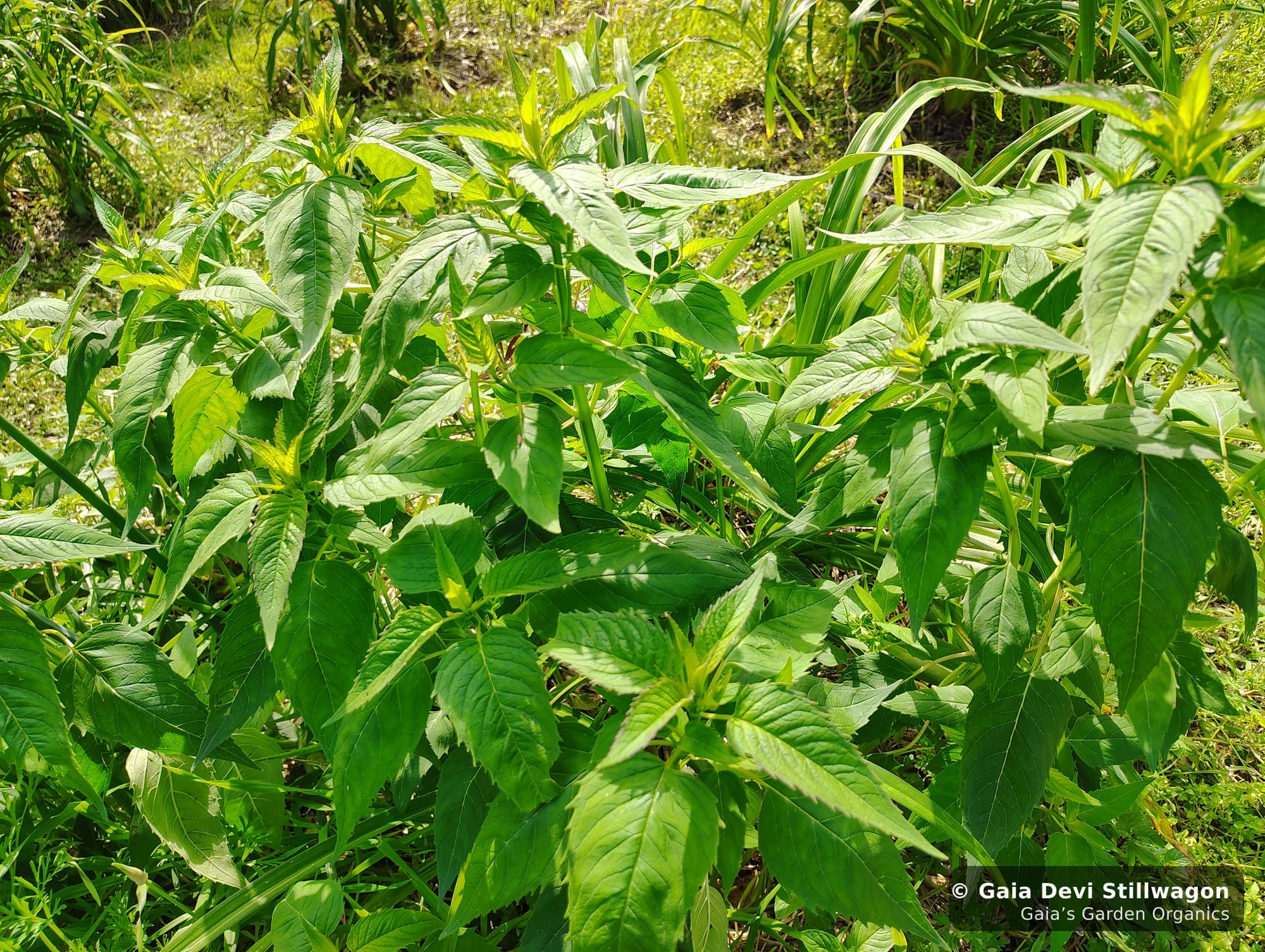The medicinal herb garden at Gaia's Garden Organics, Umpire, Arkansas · Gaia Devi, clinical herbalist