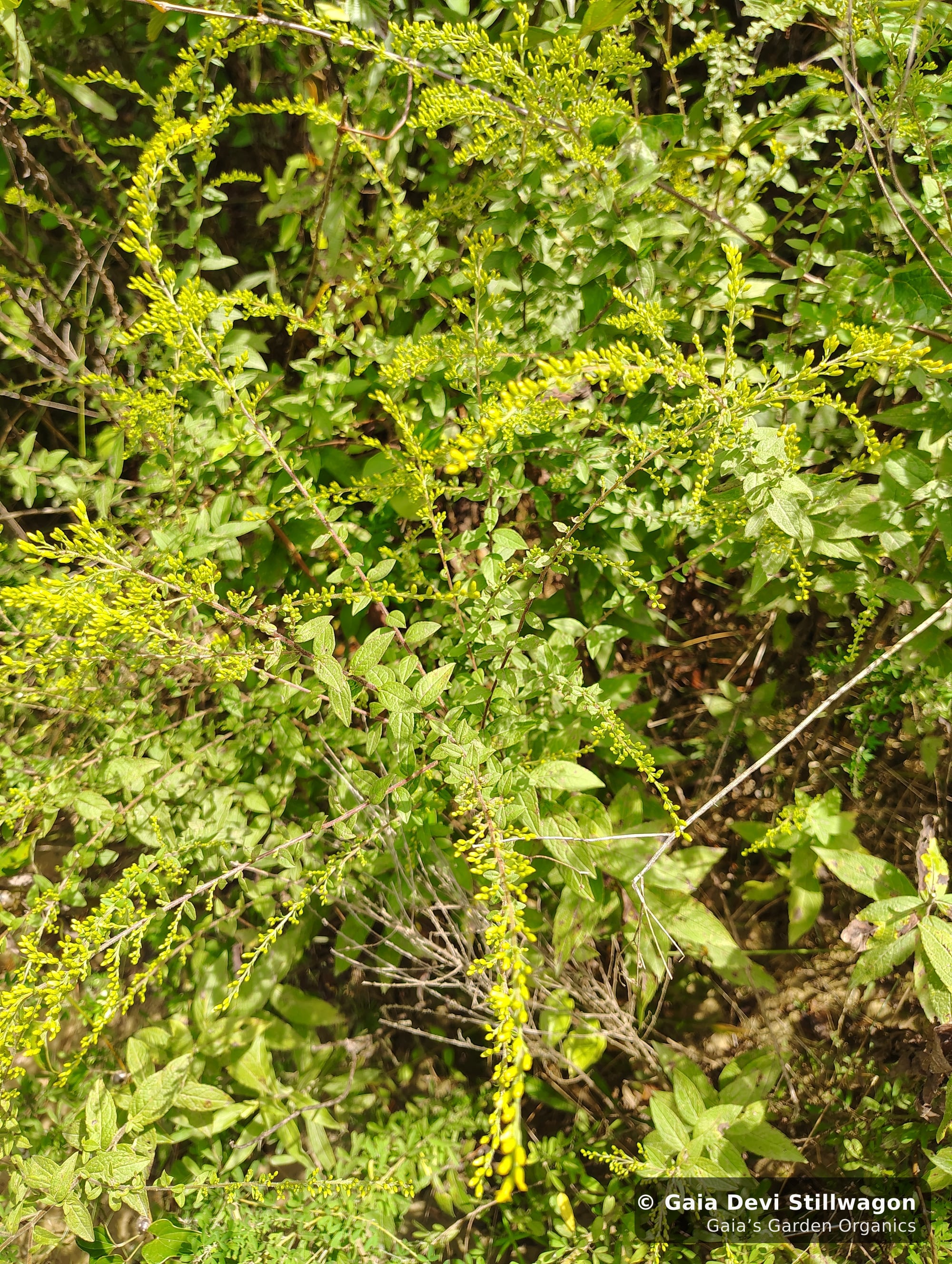 The medicinal herb garden at Gaia's Garden Organics, Umpire, Arkansas · Gaia Devi, clinical herbalist