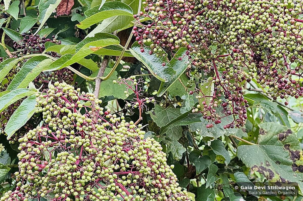 Elderberries ripening at Gaia's Garden in Umpire, Arkansas, the seasonal immune-support fruit in our Flu Fighter tea and tincture traditions