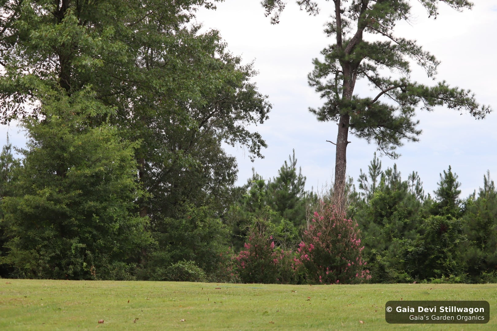 The medicinal herb garden at Gaia's Garden Organics, Umpire, Arkansas · Gaia Devi, clinical herbalist