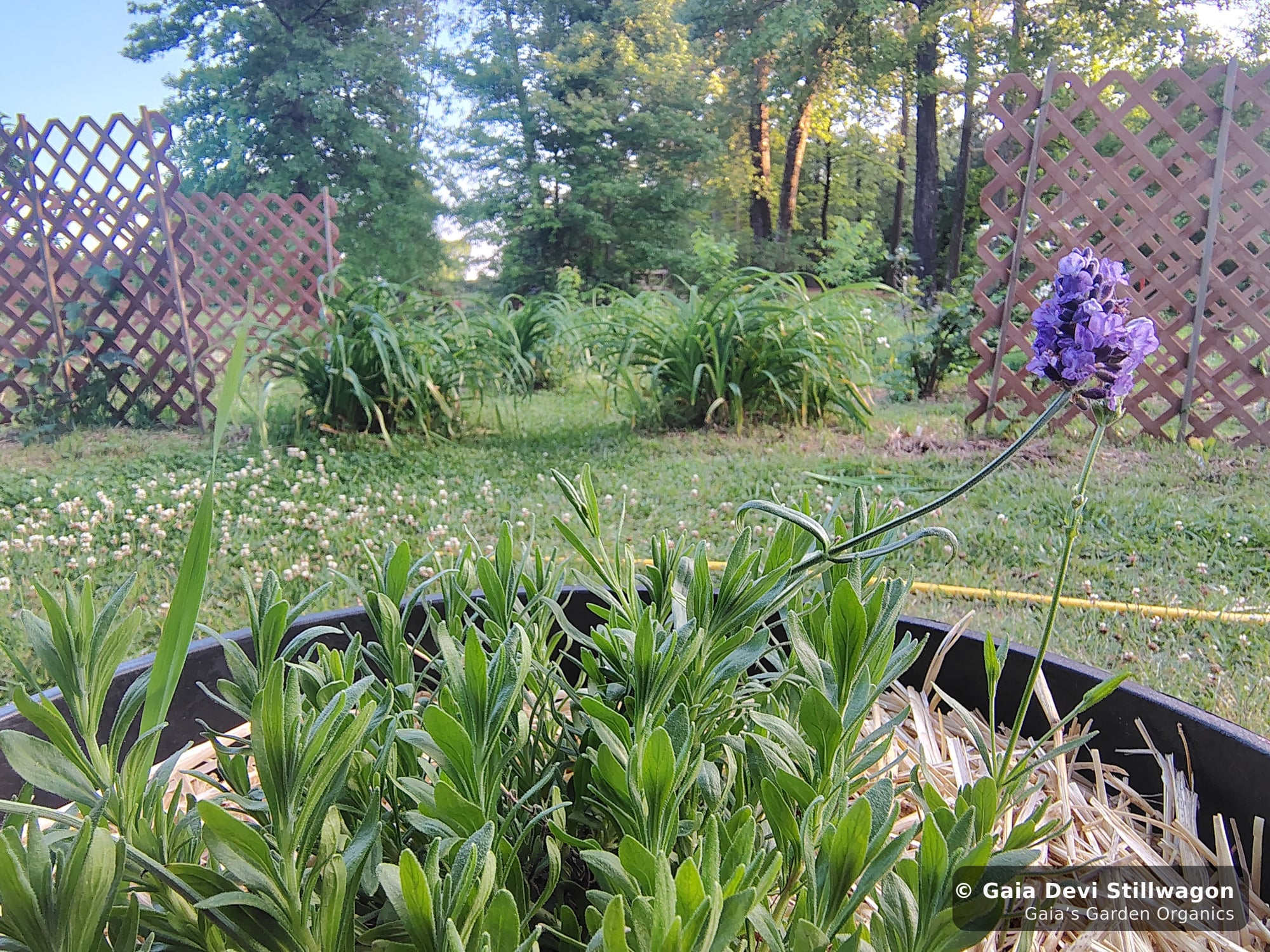 Lavender from the porch pot in flower with the lattice trellis and herb garden of Gaia's Garden in Umpire, Arkansas behind, the source plant for our Tranquility Flower Essence