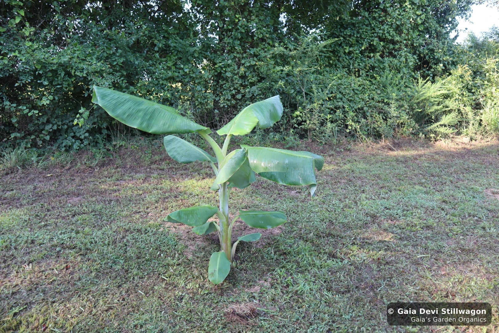 The medicinal herb garden at Gaia's Garden Organics, Umpire, Arkansas · Gaia Devi, clinical herbalist