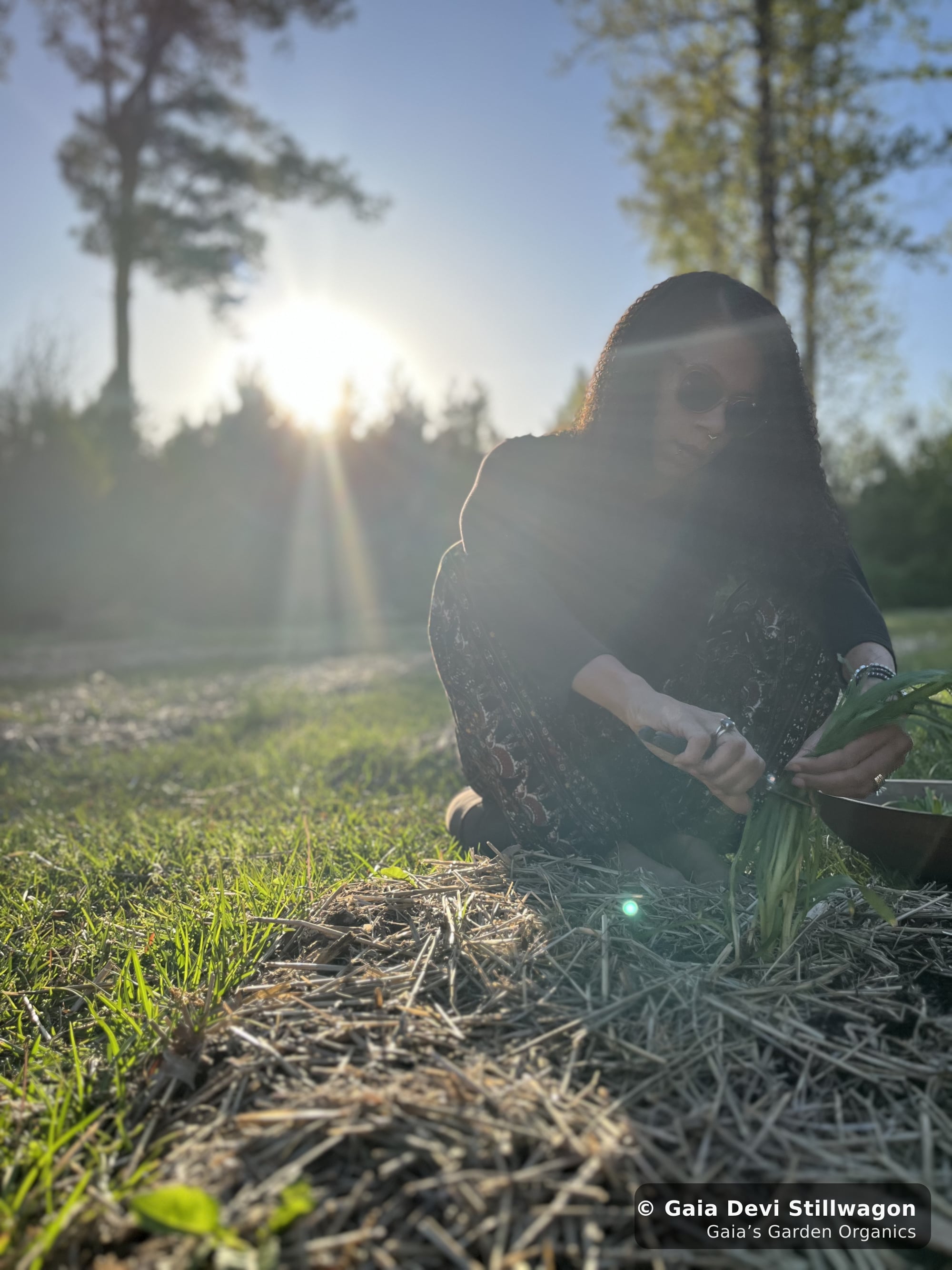 The medicinal herb garden at Gaia's Garden Organics, Umpire, Arkansas · Gaia Devi, clinical herbalist