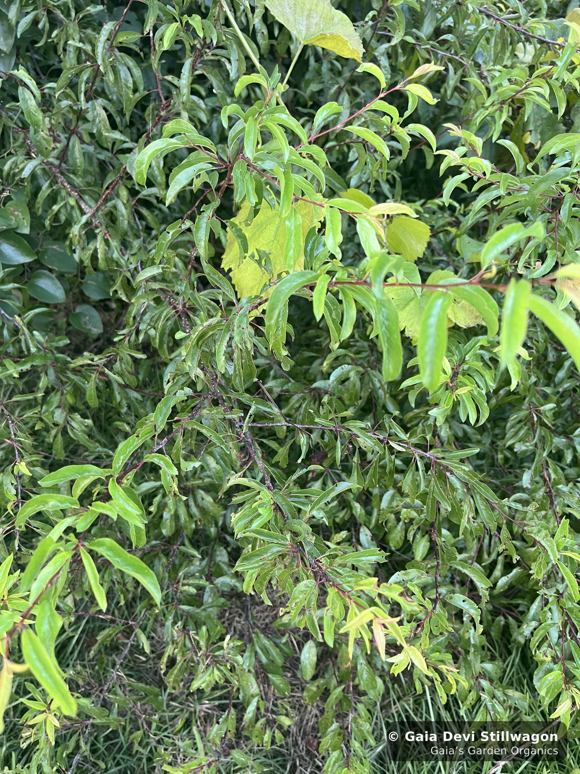 The medicinal herb garden at Gaia's Garden Organics, Umpire, Arkansas · Gaia Devi, clinical herbalist