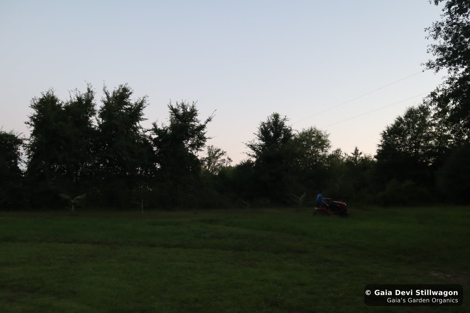 The medicinal herb garden at Gaia's Garden Organics, Umpire, Arkansas · Gaia Devi, clinical herbalist