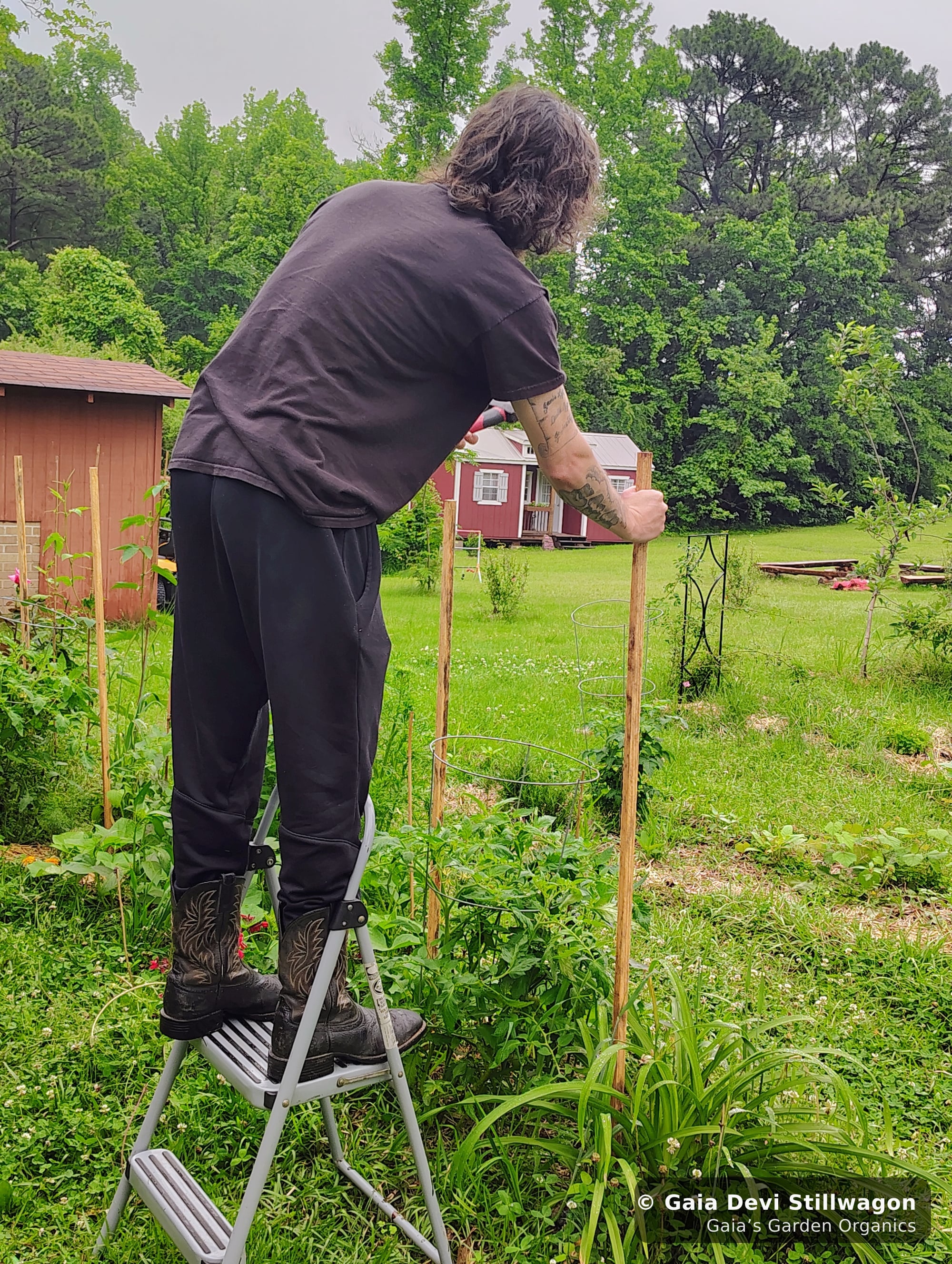 The medicinal herb garden at Gaia's Garden Organics, Umpire, Arkansas · Gaia Devi, clinical herbalist