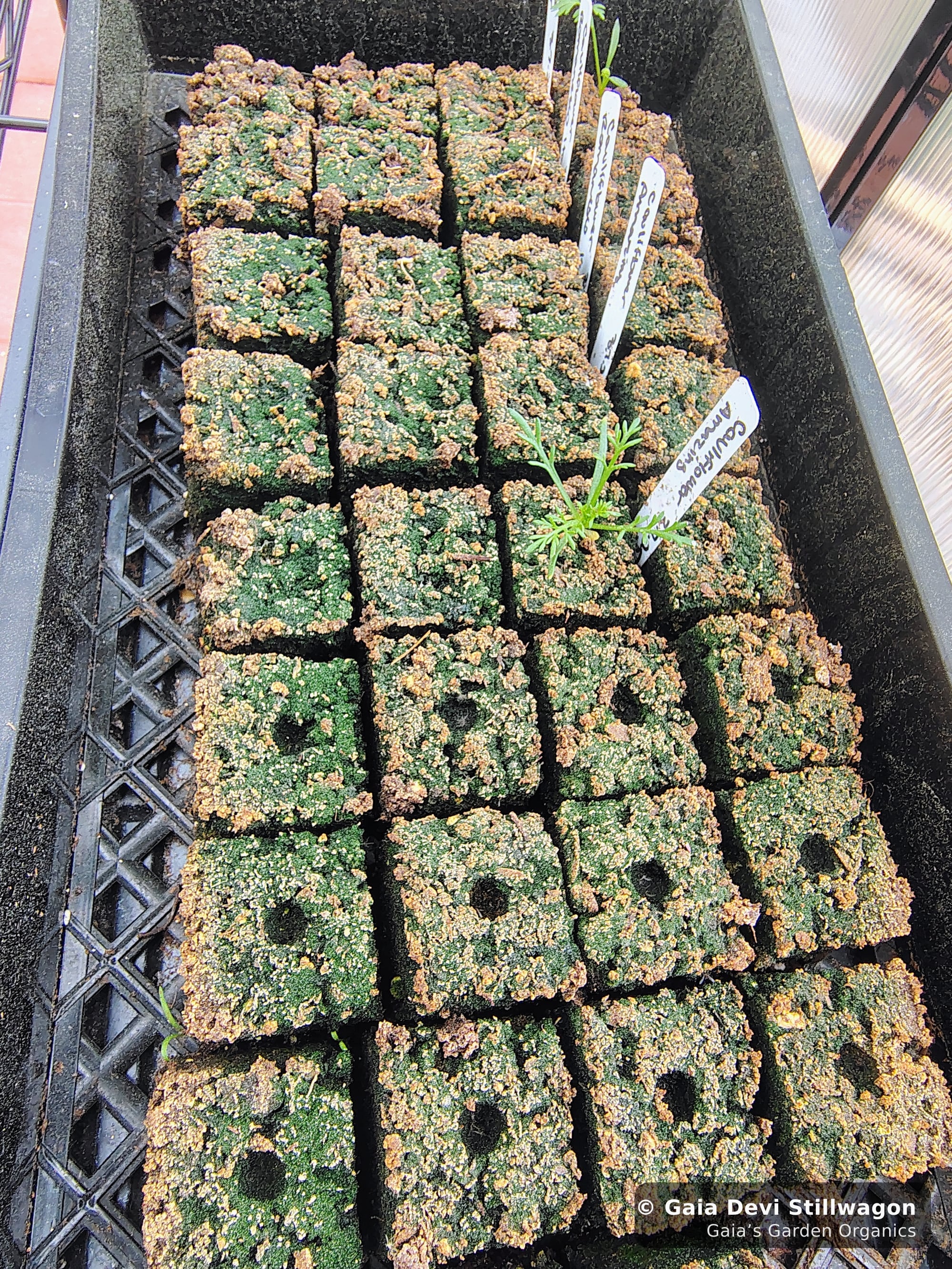 The medicinal herb garden at Gaia's Garden Organics, Umpire, Arkansas · Gaia Devi, clinical herbalist