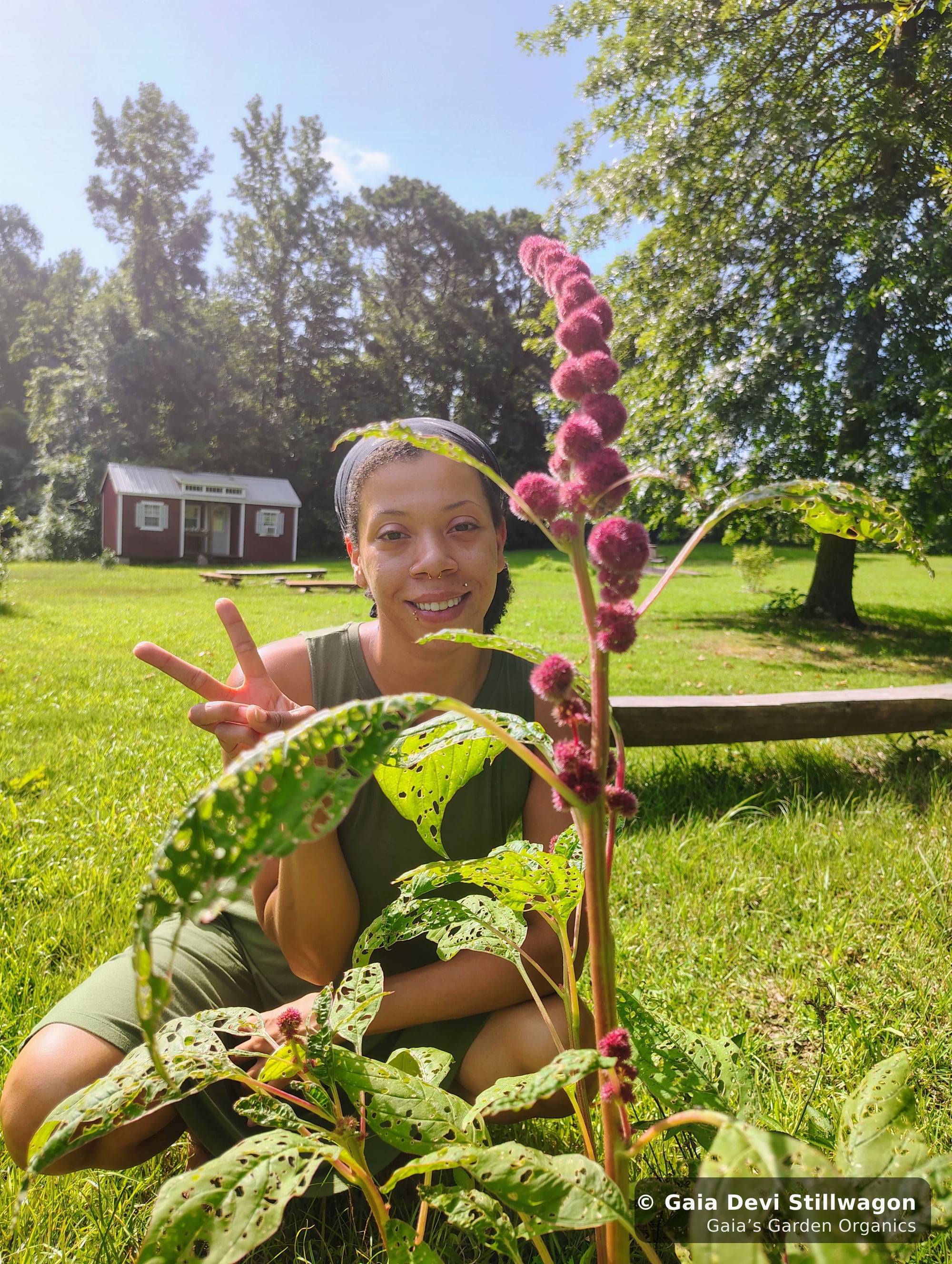 The medicinal herb garden at Gaia's Garden Organics, Umpire, Arkansas · Gaia Devi, clinical herbalist