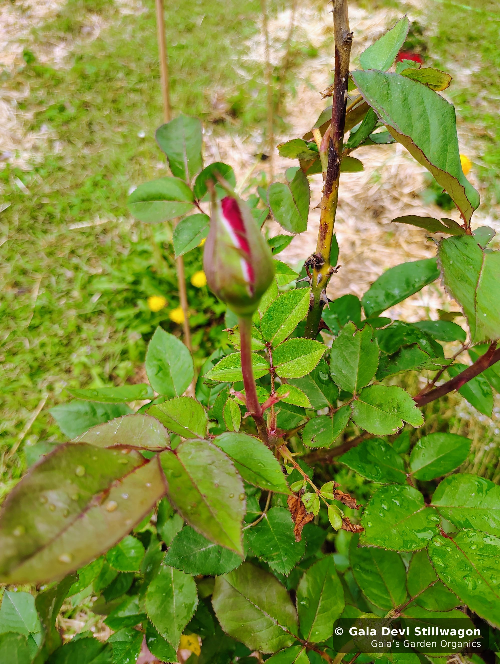 The medicinal herb garden at Gaia's Garden Organics, Umpire, Arkansas · Gaia Devi, clinical herbalist