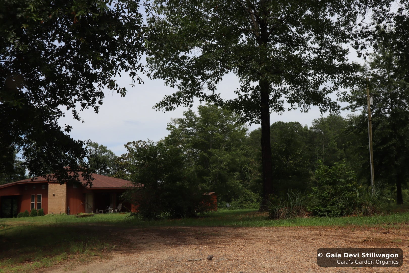 The medicinal herb garden at Gaia's Garden Organics, Umpire, Arkansas · Gaia Devi, clinical herbalist