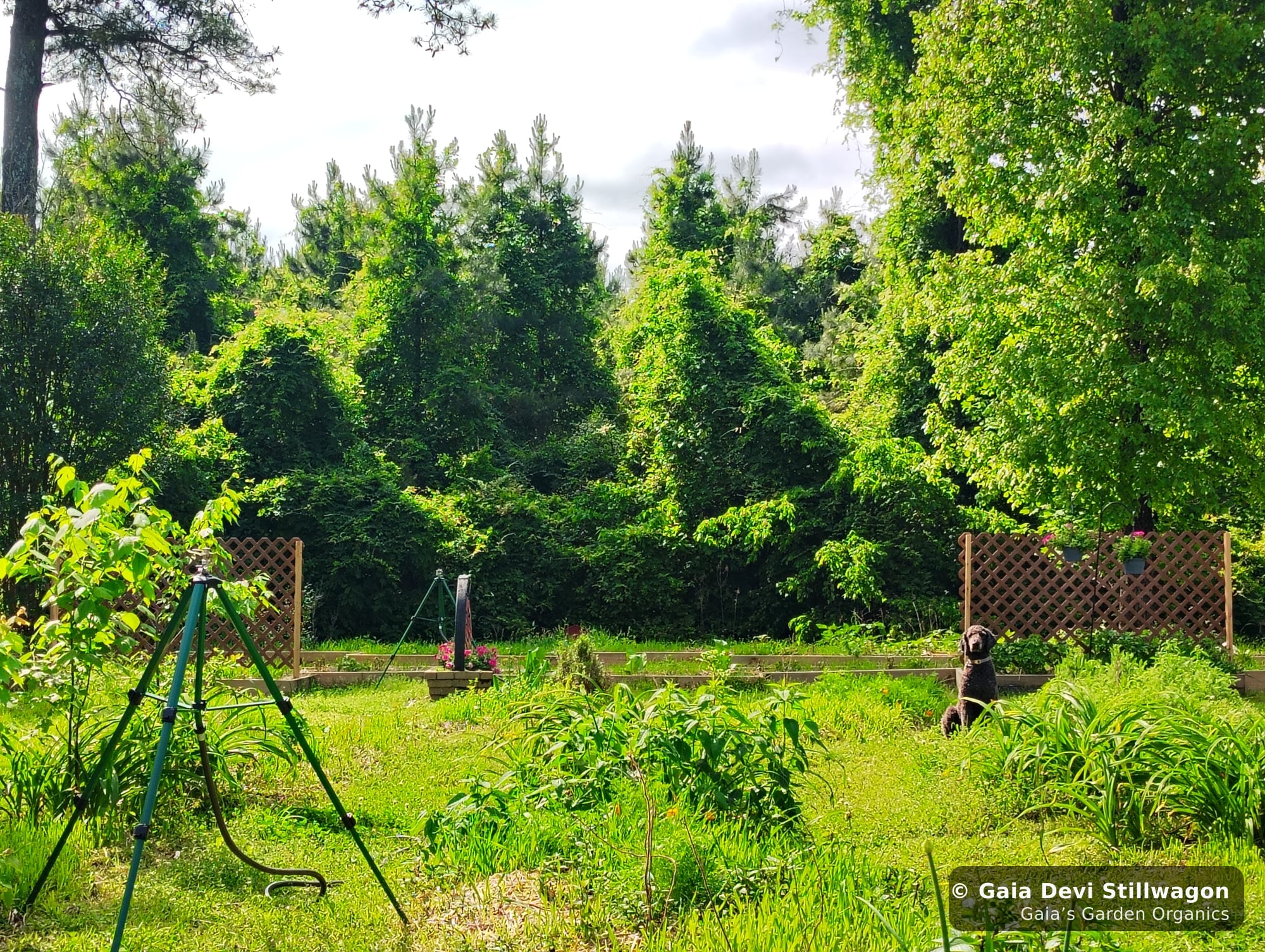 The medicinal herb garden at Gaia's Garden Organics, Umpire, Arkansas · Gaia Devi, clinical herbalist