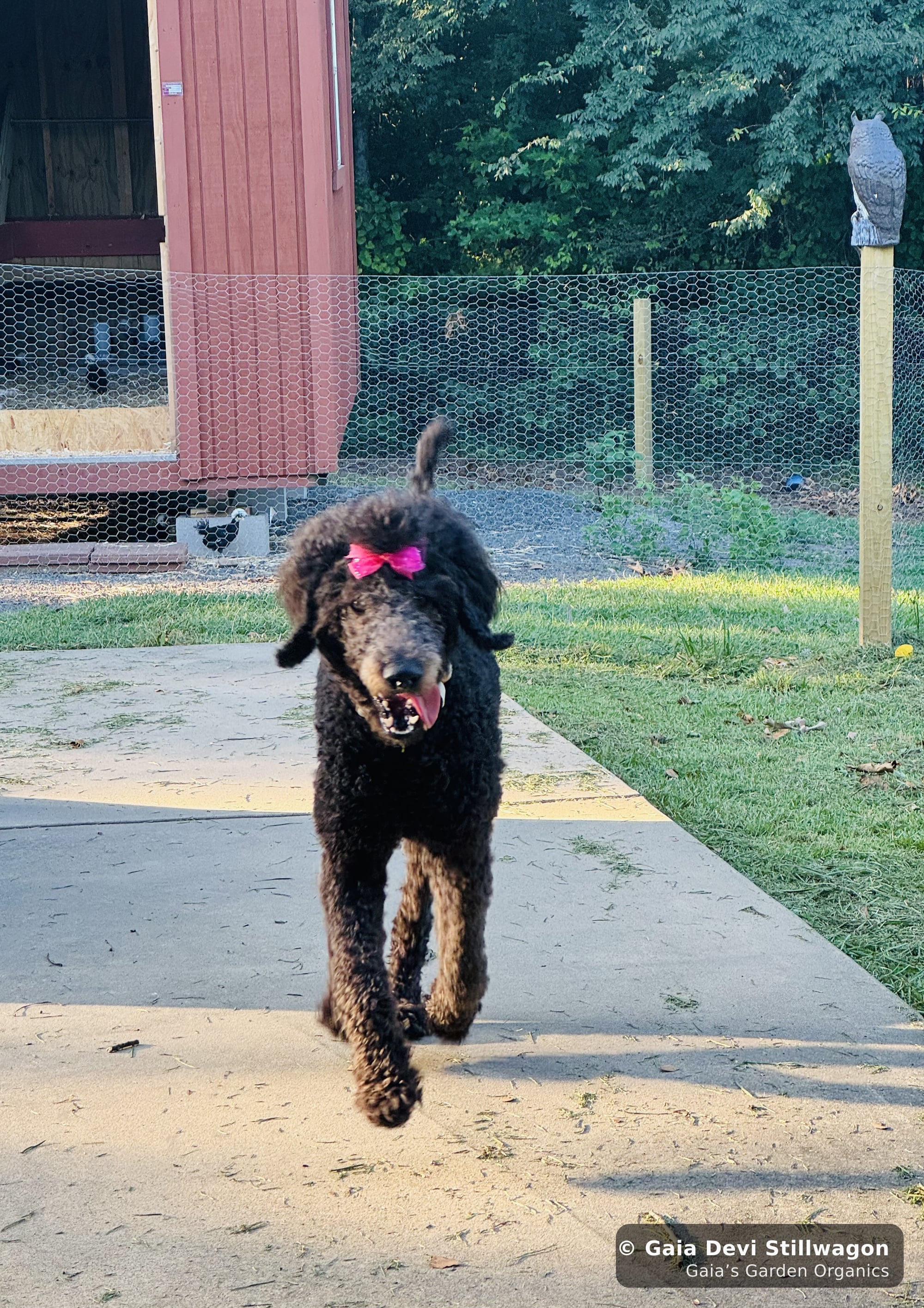 Samadhi, our 70-pound standard poodle, runs across the yard at Gaia's Garden in his pink bow, the high-energy big-dog presence that often shifts the balance in a multi-dog household