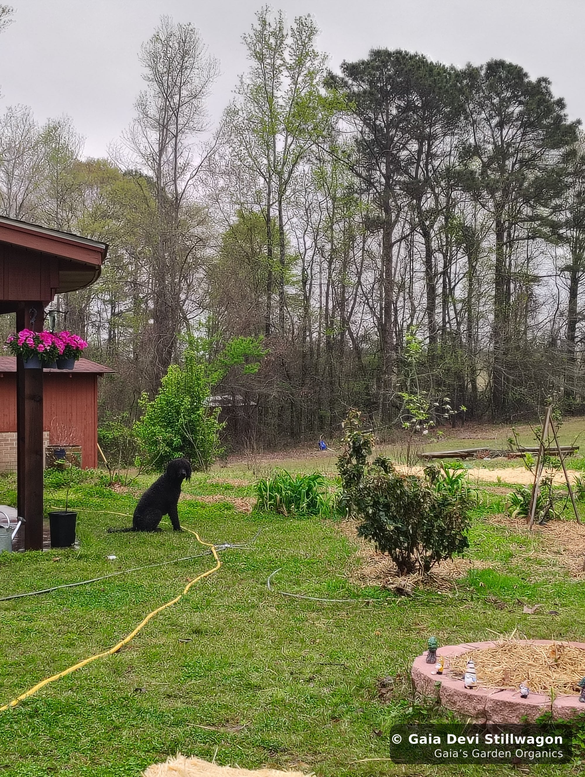 The medicinal herb garden at Gaia's Garden Organics, Umpire, Arkansas · Gaia Devi, clinical herbalist