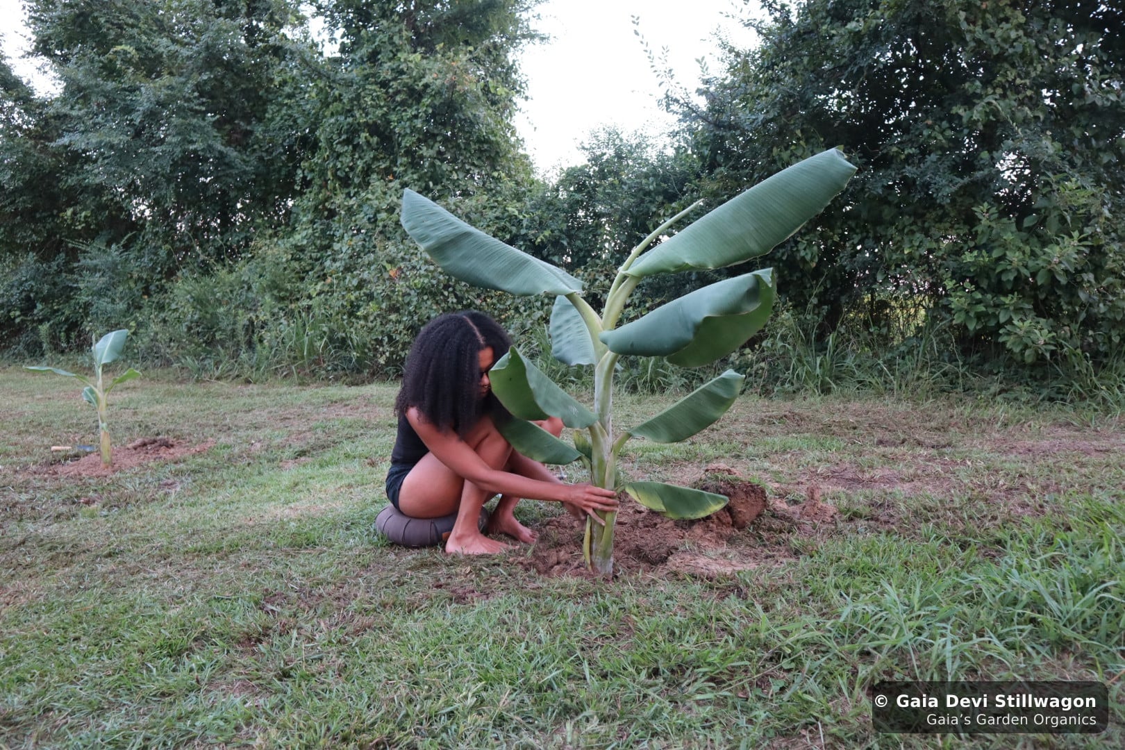 The medicinal herb garden at Gaia's Garden Organics, Umpire, Arkansas · Gaia Devi, clinical herbalist
