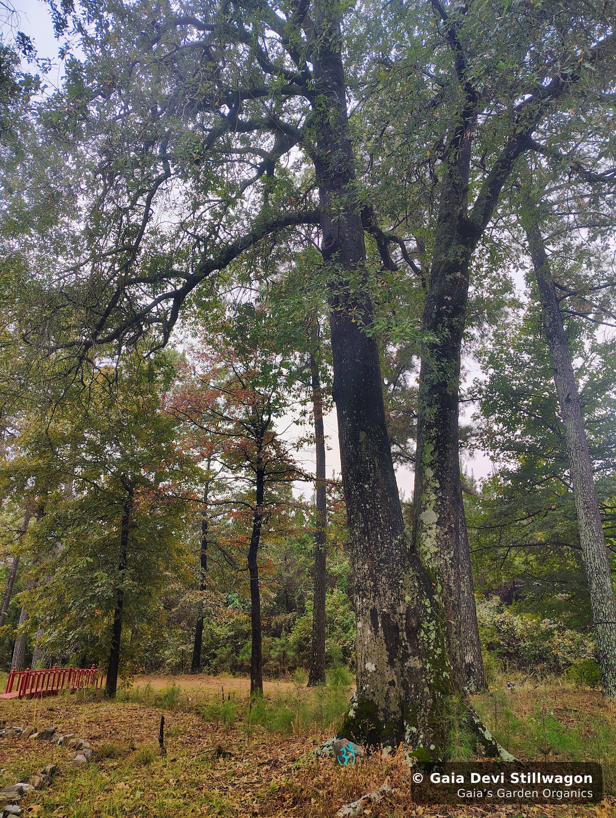 The medicinal herb garden at Gaia's Garden Organics, Umpire, Arkansas · Gaia Devi, clinical herbalist