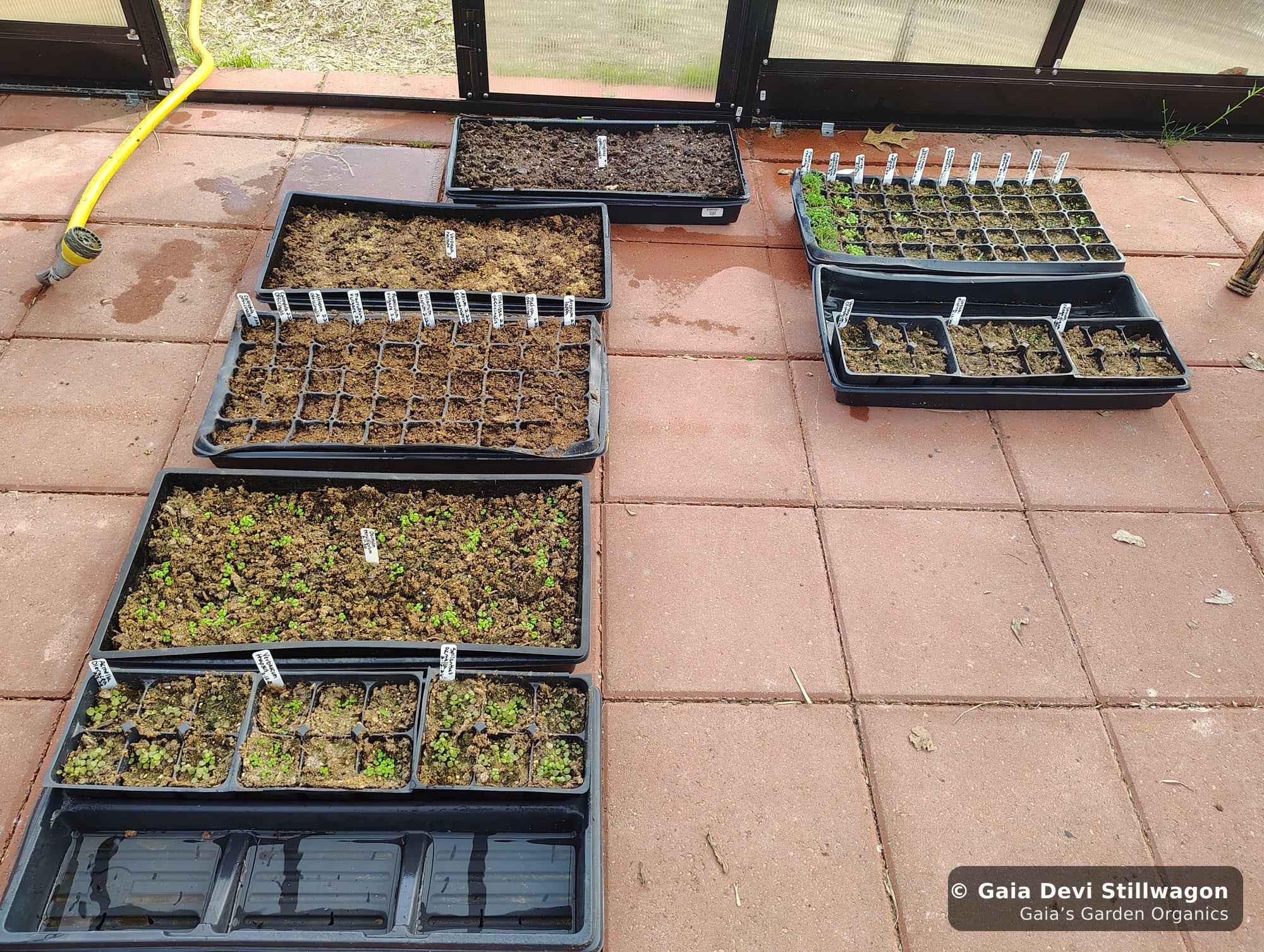 The medicinal herb garden at Gaia's Garden Organics, Umpire, Arkansas · Gaia Devi, clinical herbalist