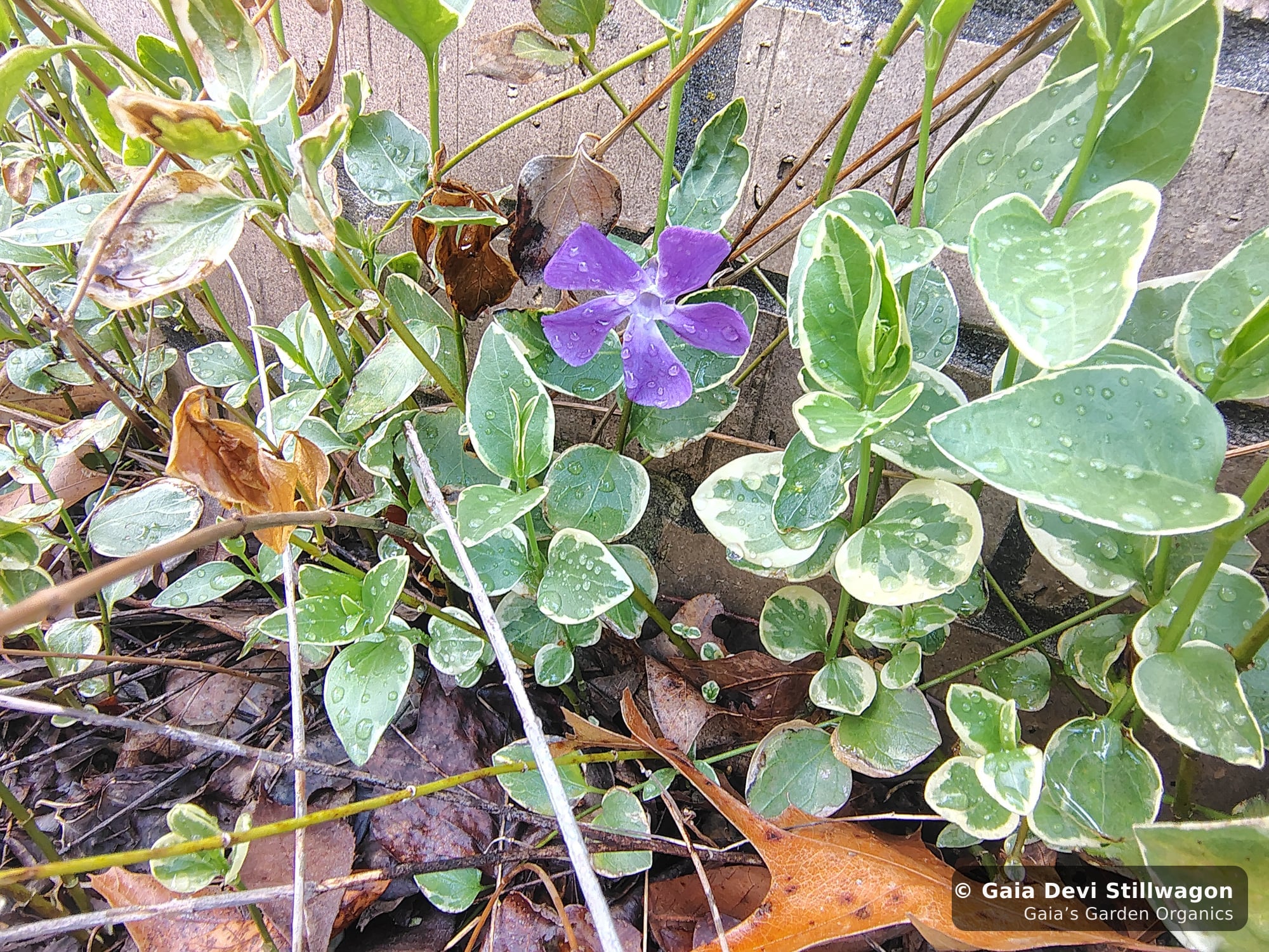 The medicinal herb garden at Gaia's Garden Organics, Umpire, Arkansas · Gaia Devi, clinical herbalist