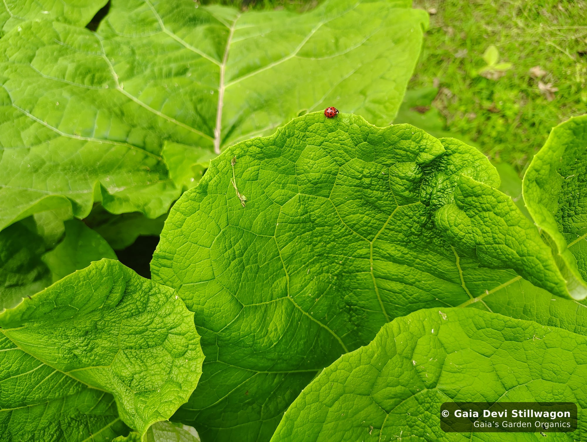 The medicinal herb garden at Gaia's Garden Organics — Umpire, Arkansas · Gaia Devi, clinical herbalist