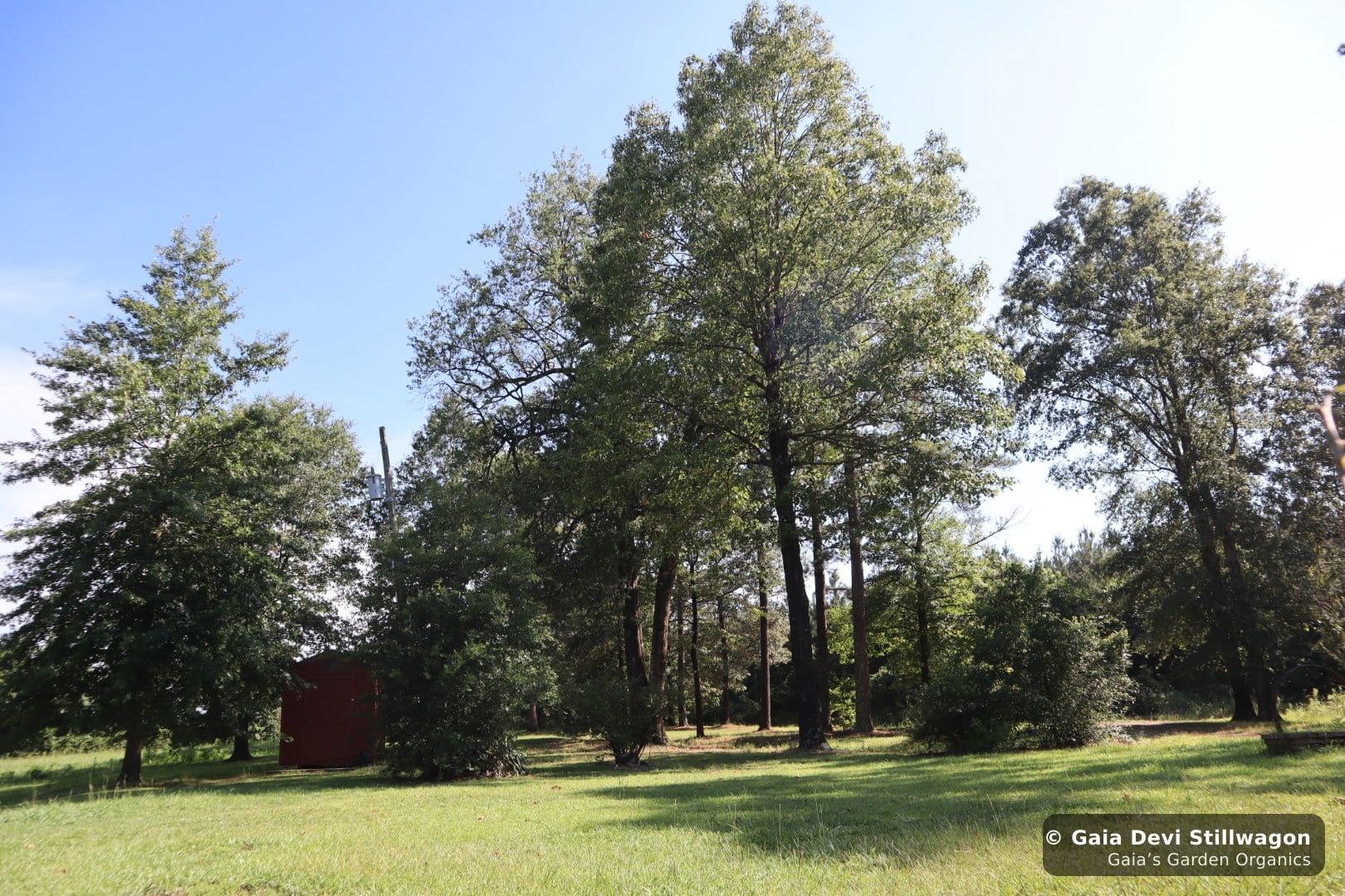 The medicinal herb garden at Gaia's Garden Organics, Umpire, Arkansas · Gaia Devi, clinical herbalist