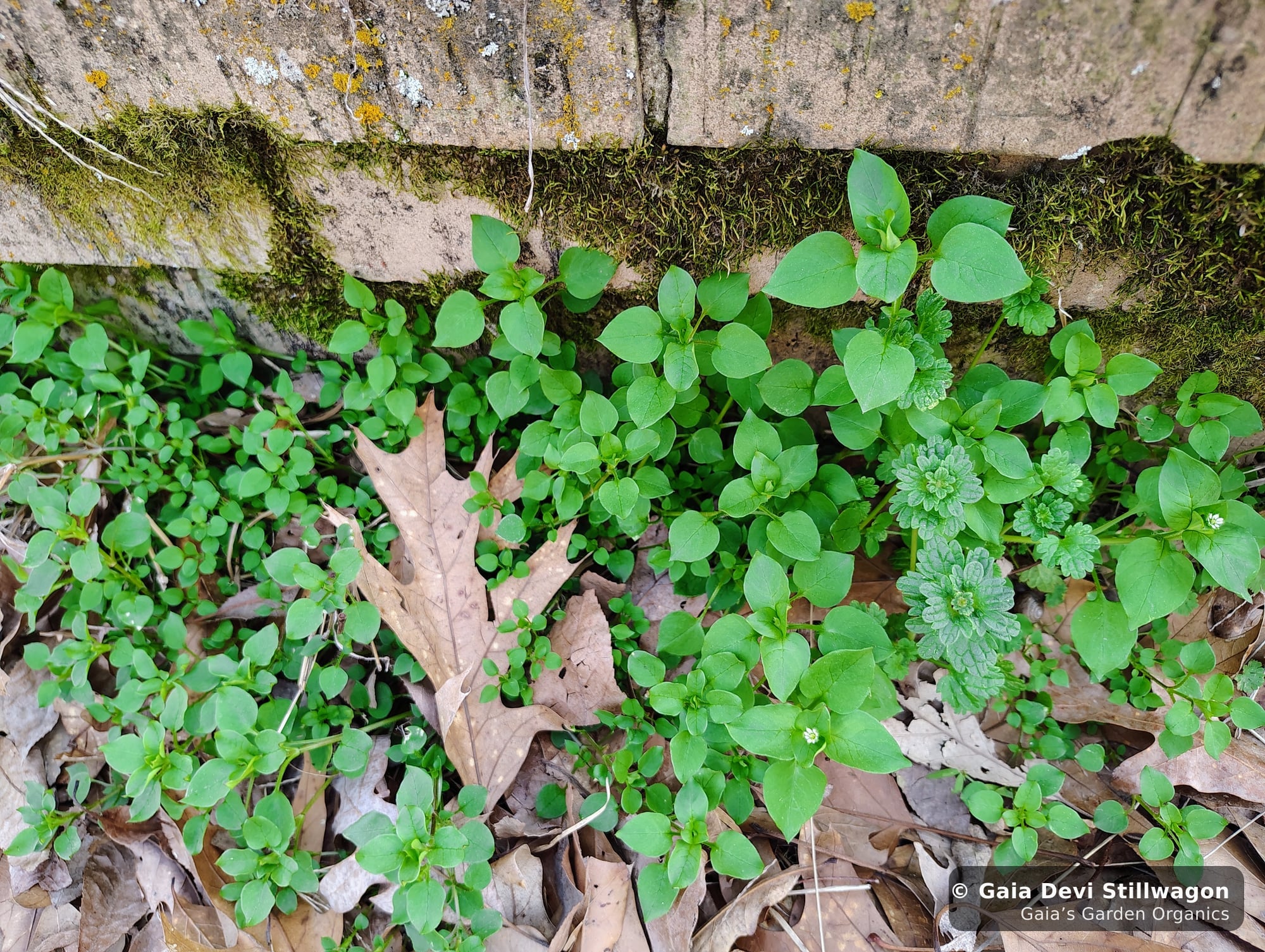 The medicinal herb garden at Gaia's Garden Organics, Umpire, Arkansas · Gaia Devi, clinical herbalist