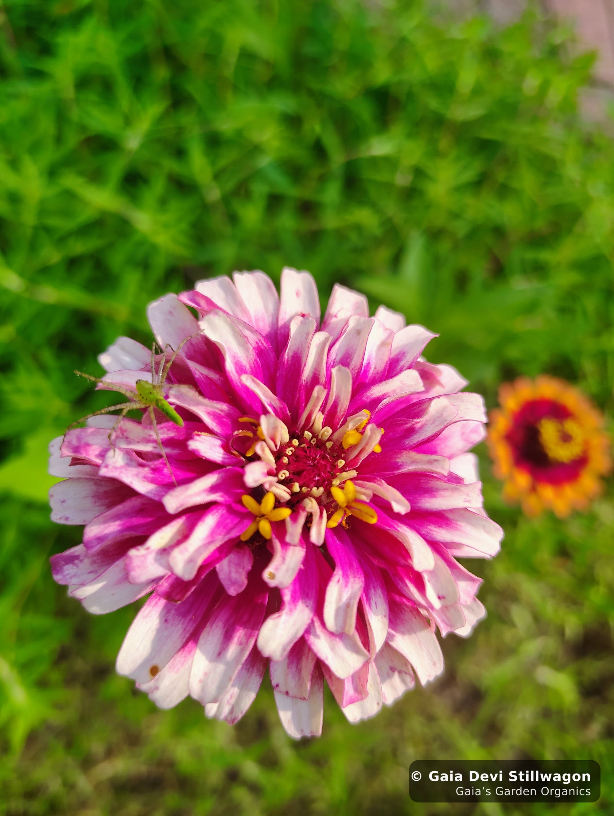 The medicinal herb garden at Gaia's Garden Organics, Umpire, Arkansas · Gaia Devi, clinical herbalist