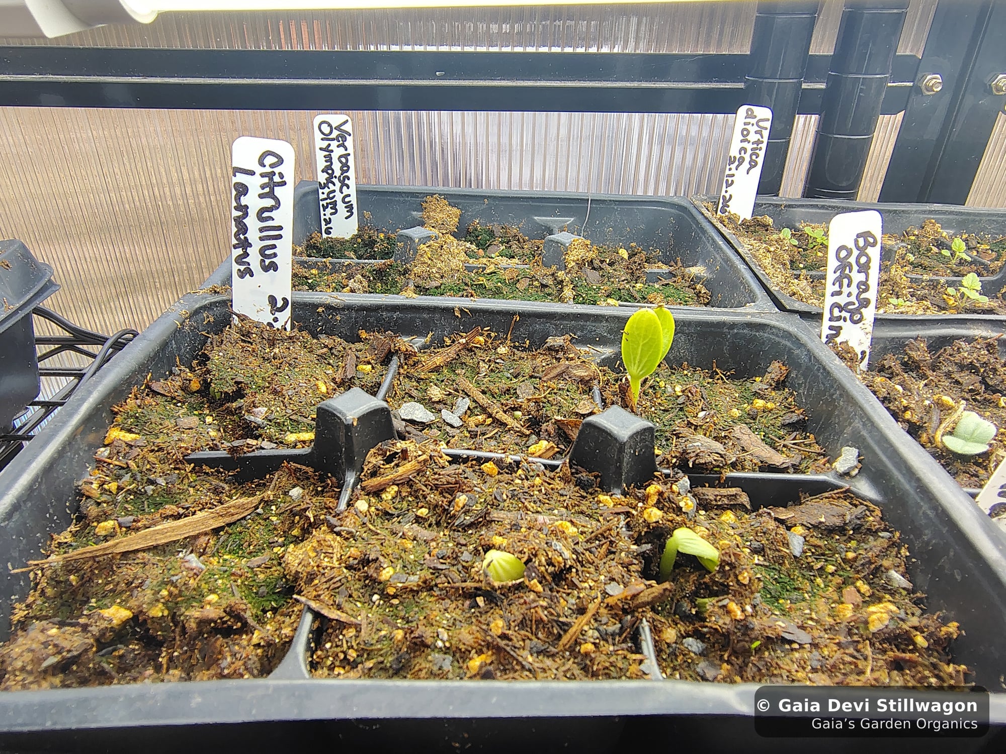 The medicinal herb garden at Gaia's Garden Organics, Umpire, Arkansas · Gaia Devi, clinical herbalist