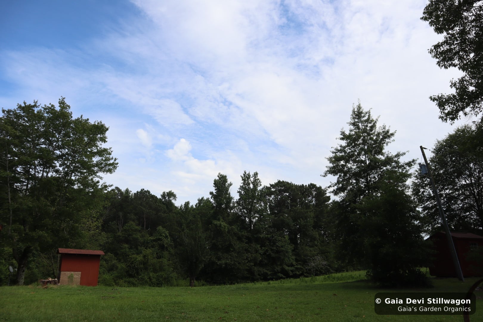 The medicinal herb garden at Gaia's Garden Organics, Umpire, Arkansas · Gaia Devi, clinical herbalist