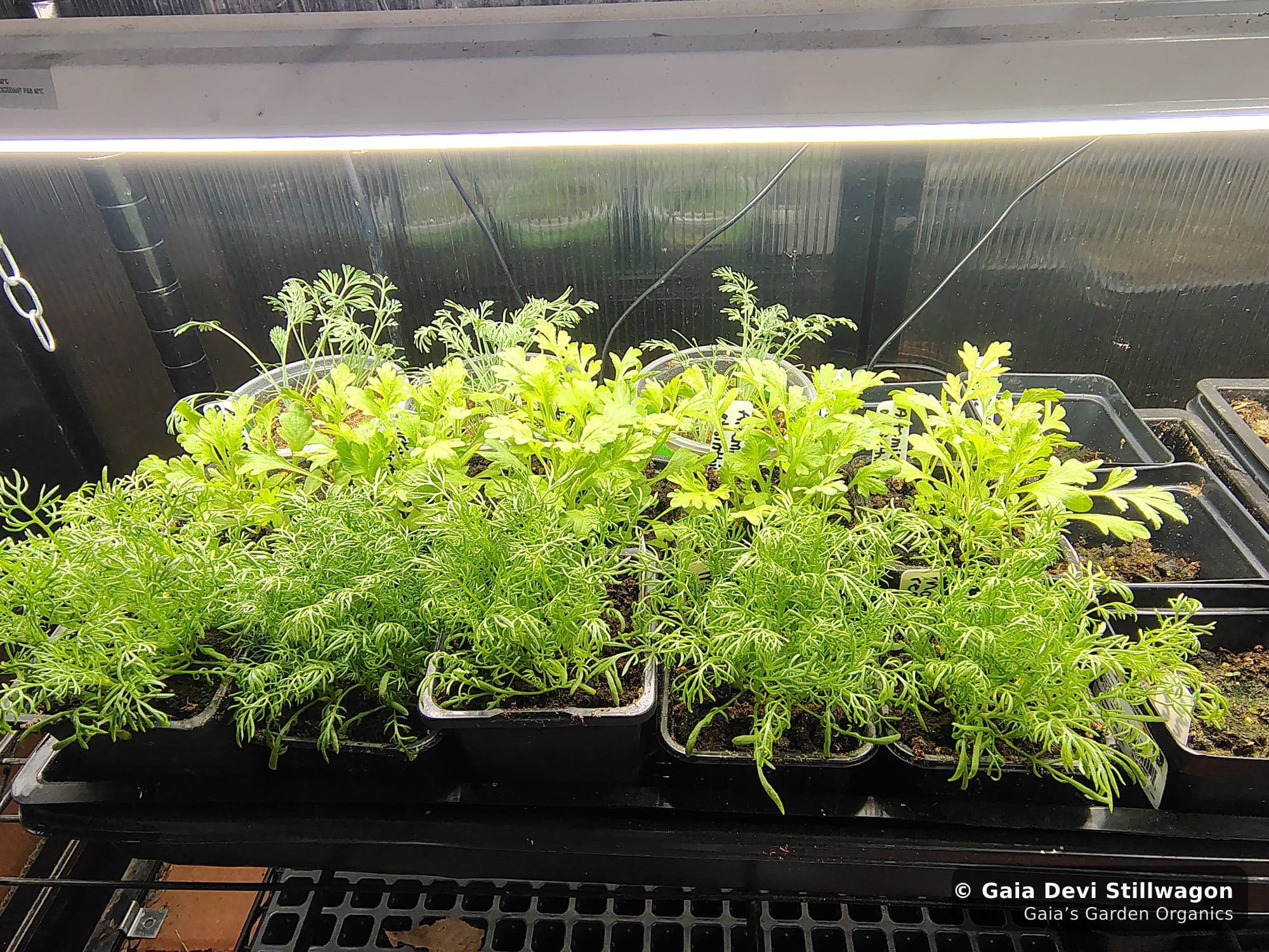 The medicinal herb garden at Gaia's Garden Organics, Umpire, Arkansas · Gaia Devi, clinical herbalist