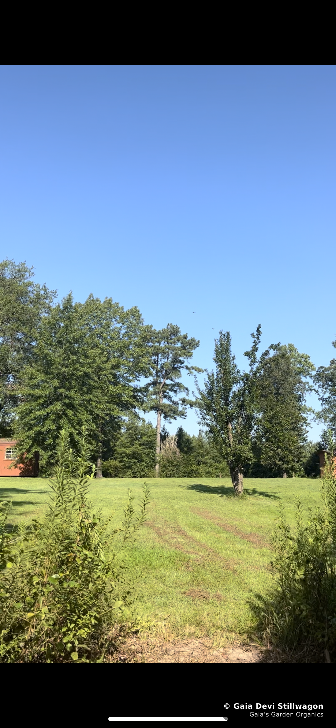 The medicinal herb garden at Gaia's Garden Organics, Umpire, Arkansas · Gaia Devi, clinical herbalist