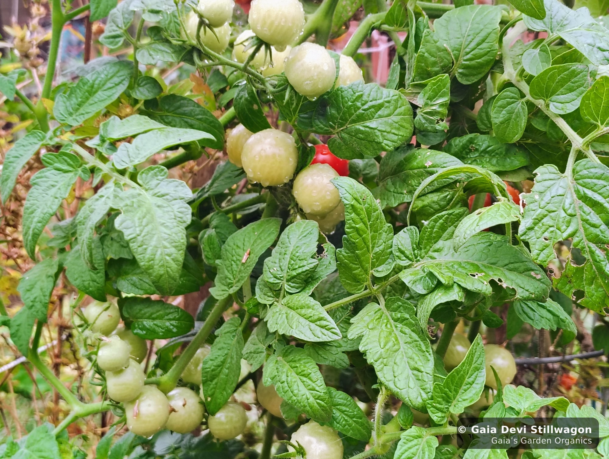 The medicinal herb garden at Gaia's Garden Organics, Umpire, Arkansas · Gaia Devi, clinical herbalist