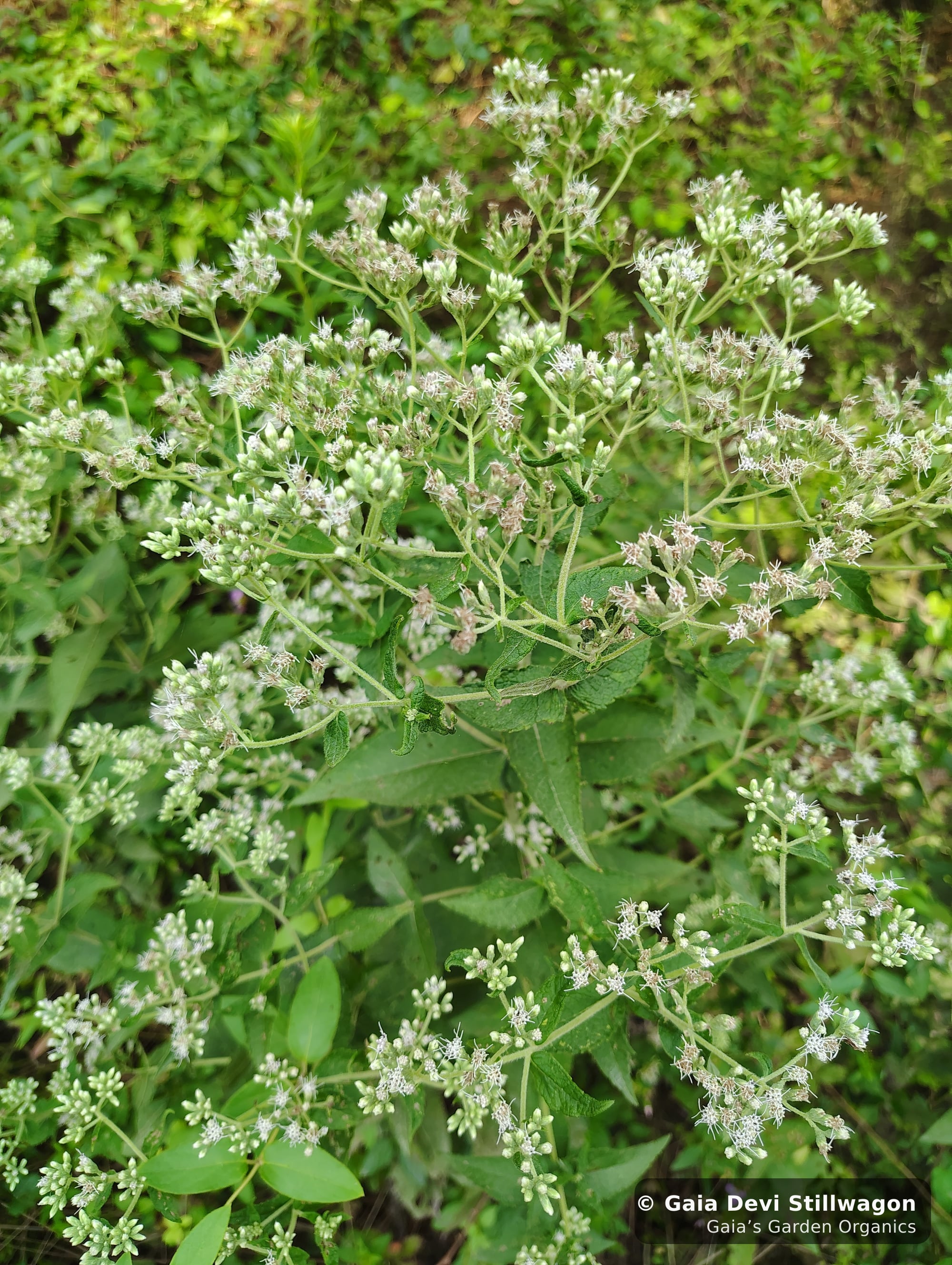 The medicinal herb garden at Gaia's Garden Organics, Umpire, Arkansas · Gaia Devi, clinical herbalist