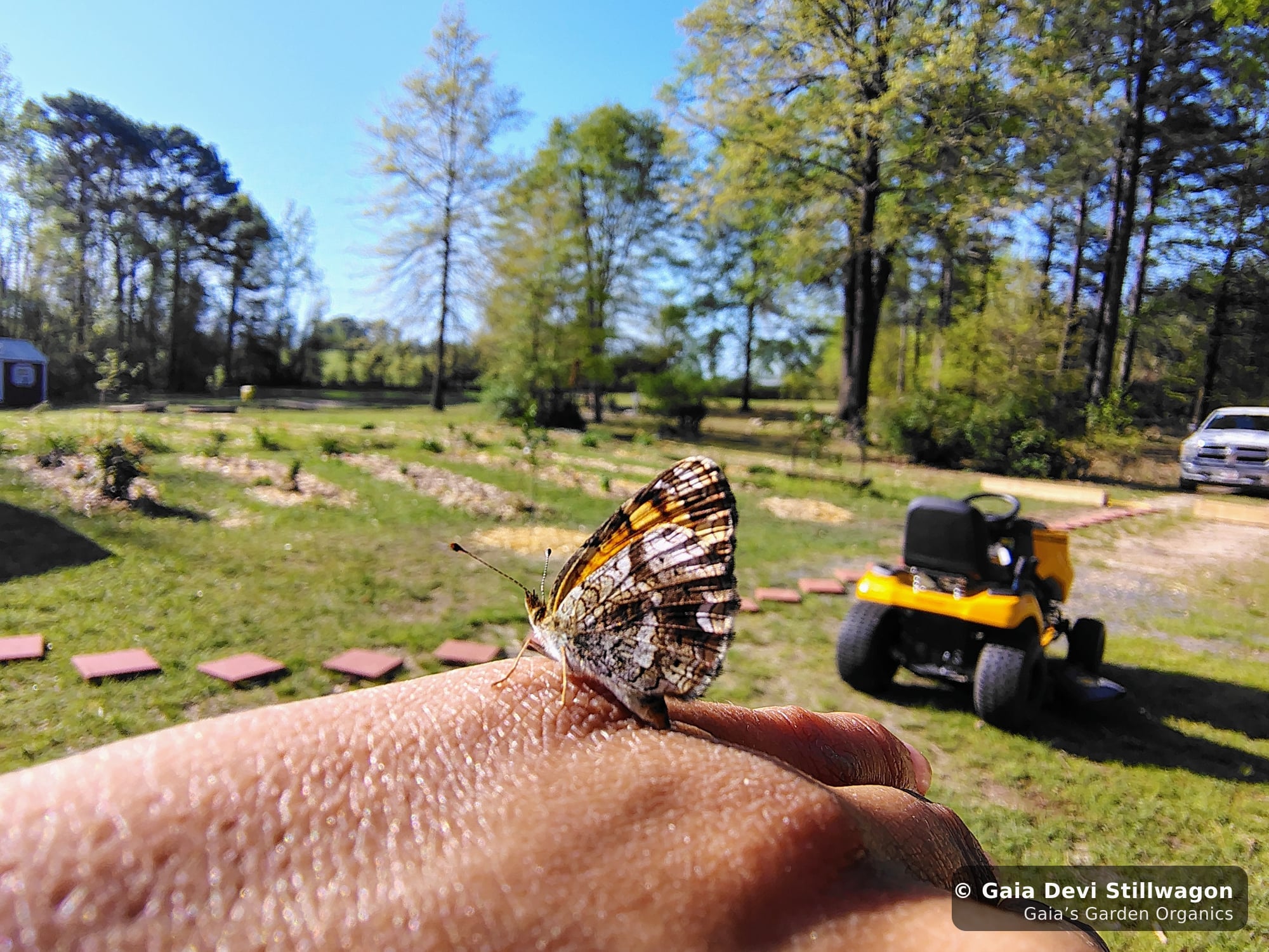 The medicinal herb garden at Gaia's Garden Organics, Umpire, Arkansas · Gaia Devi, clinical herbalist