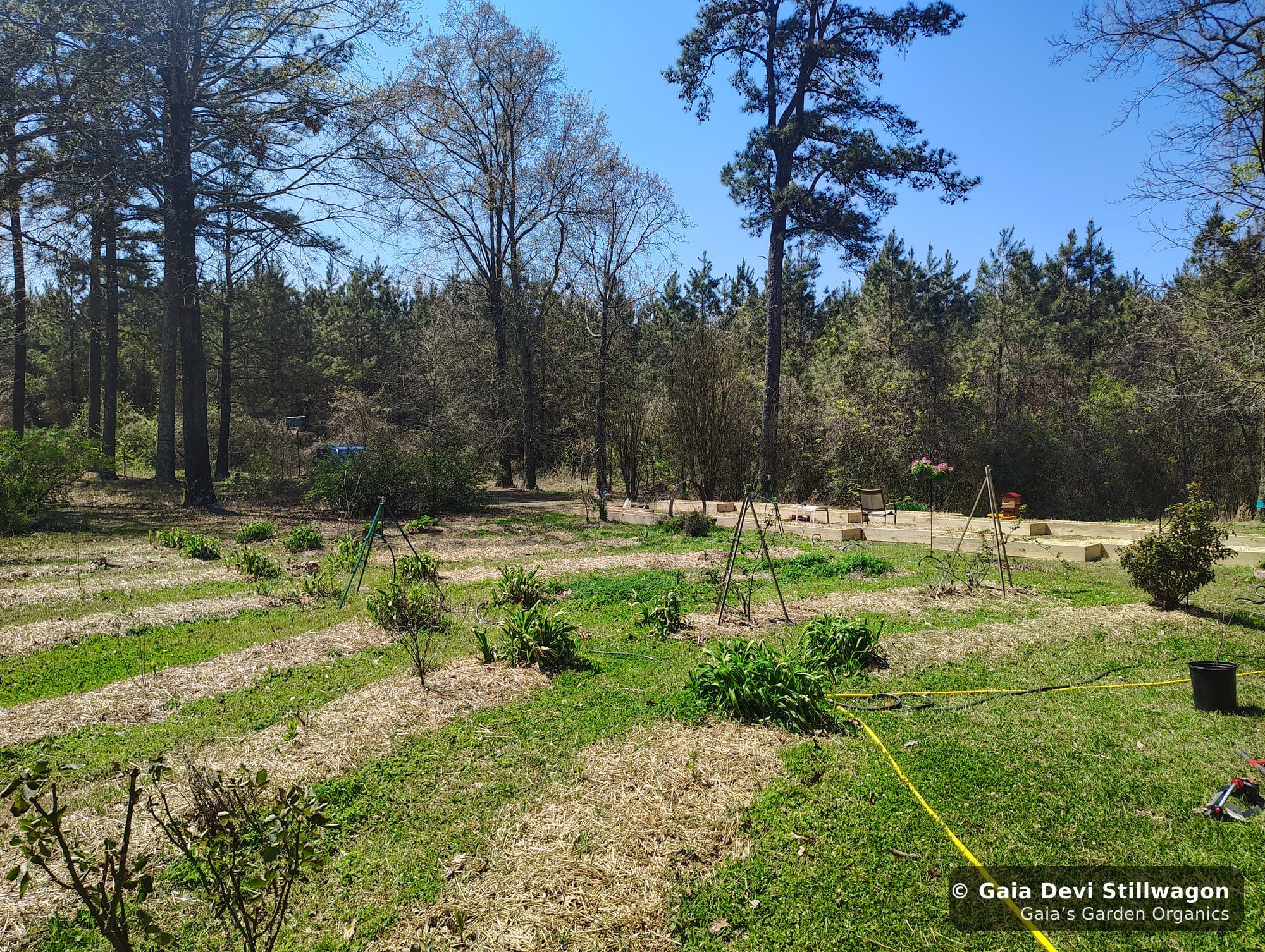 The medicinal herb garden at Gaia's Garden Organics, Umpire, Arkansas · Gaia Devi, clinical herbalist