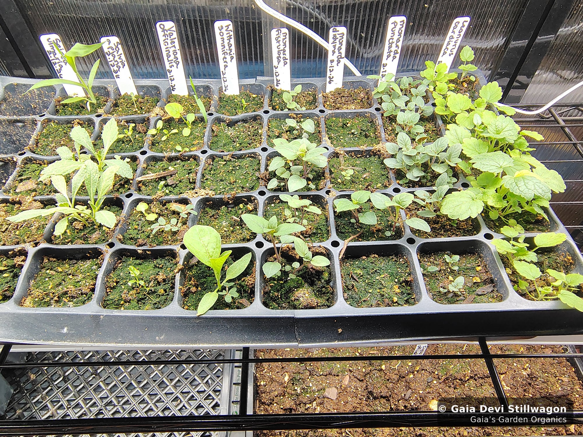 The medicinal herb garden at Gaia's Garden Organics, Umpire, Arkansas · Gaia Devi, clinical herbalist