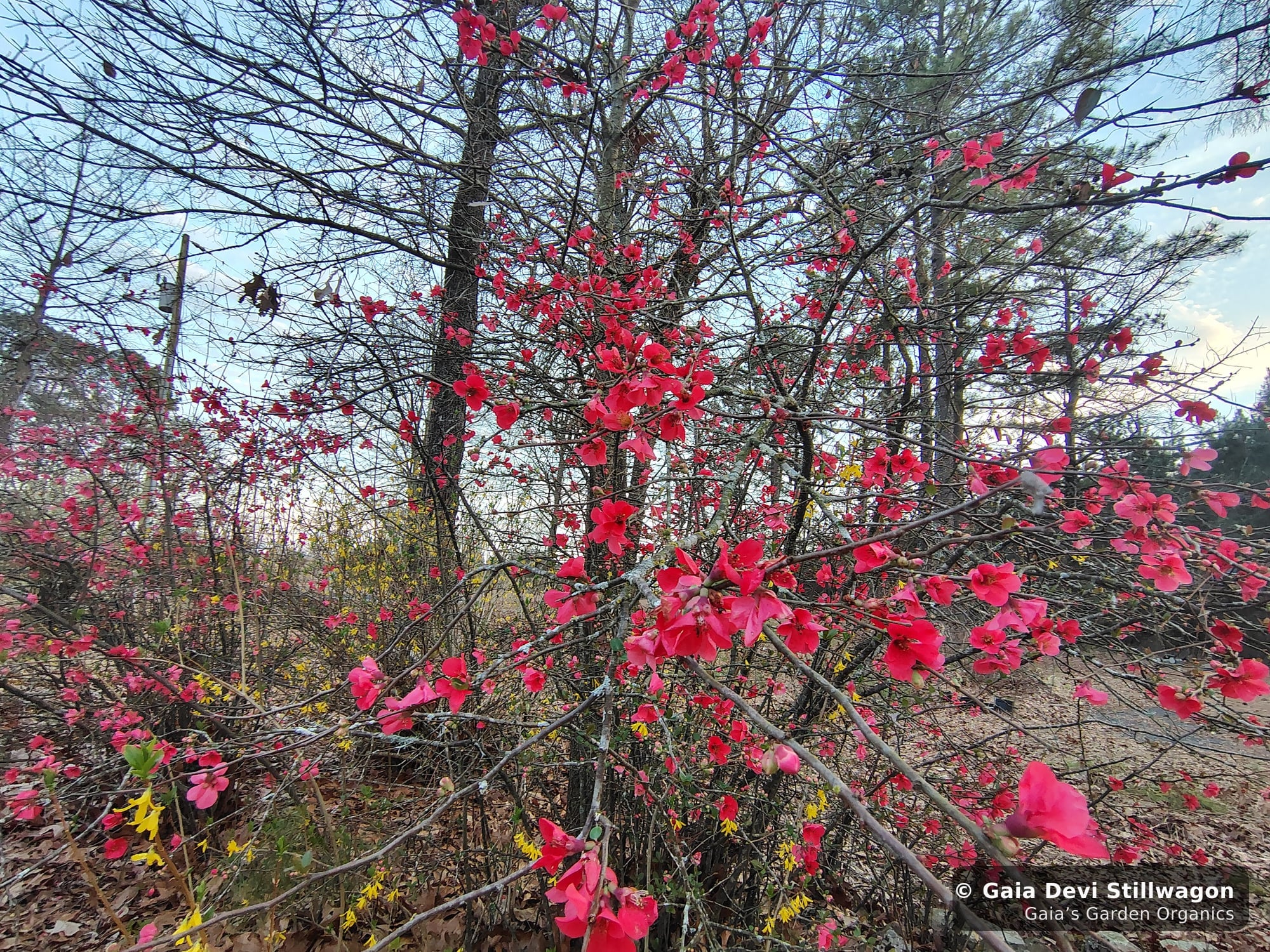 The medicinal herb garden at Gaia's Garden Organics, Umpire, Arkansas · Gaia Devi, clinical herbalist