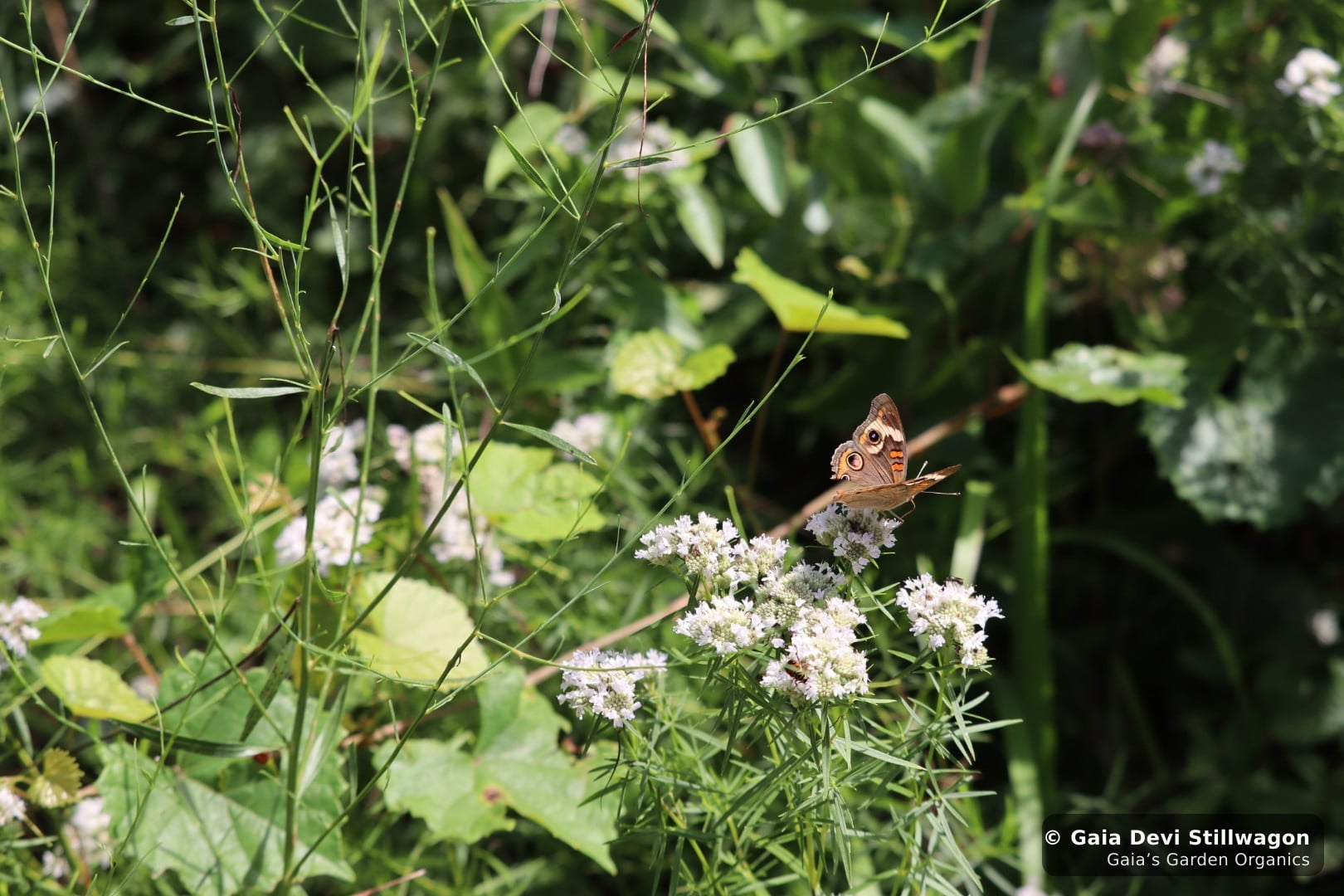 The medicinal herb garden at Gaia's Garden Organics, Umpire, Arkansas · Gaia Devi, clinical herbalist