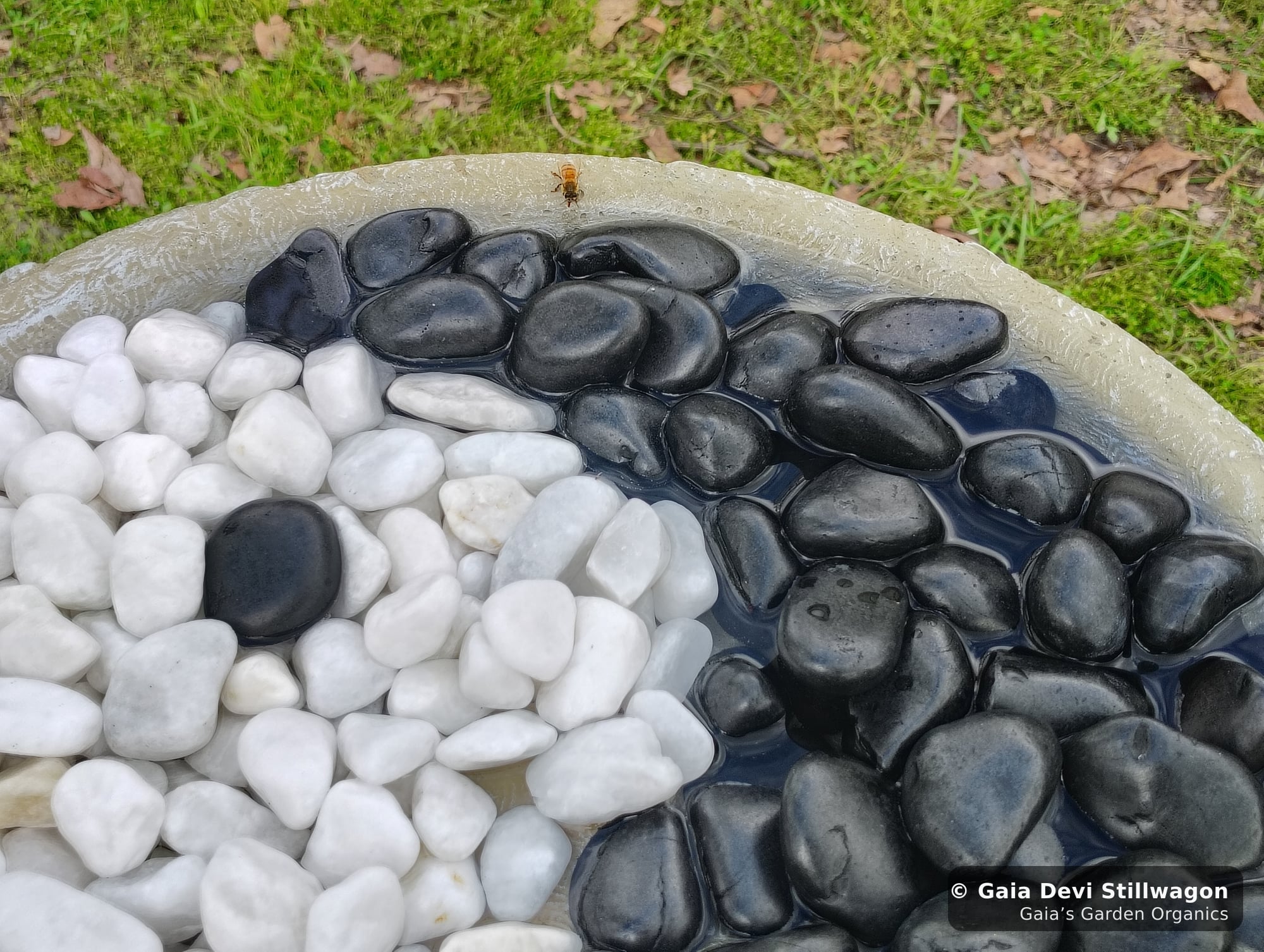 The medicinal herb garden at Gaia's Garden Organics, Umpire, Arkansas · Gaia Devi, clinical herbalist