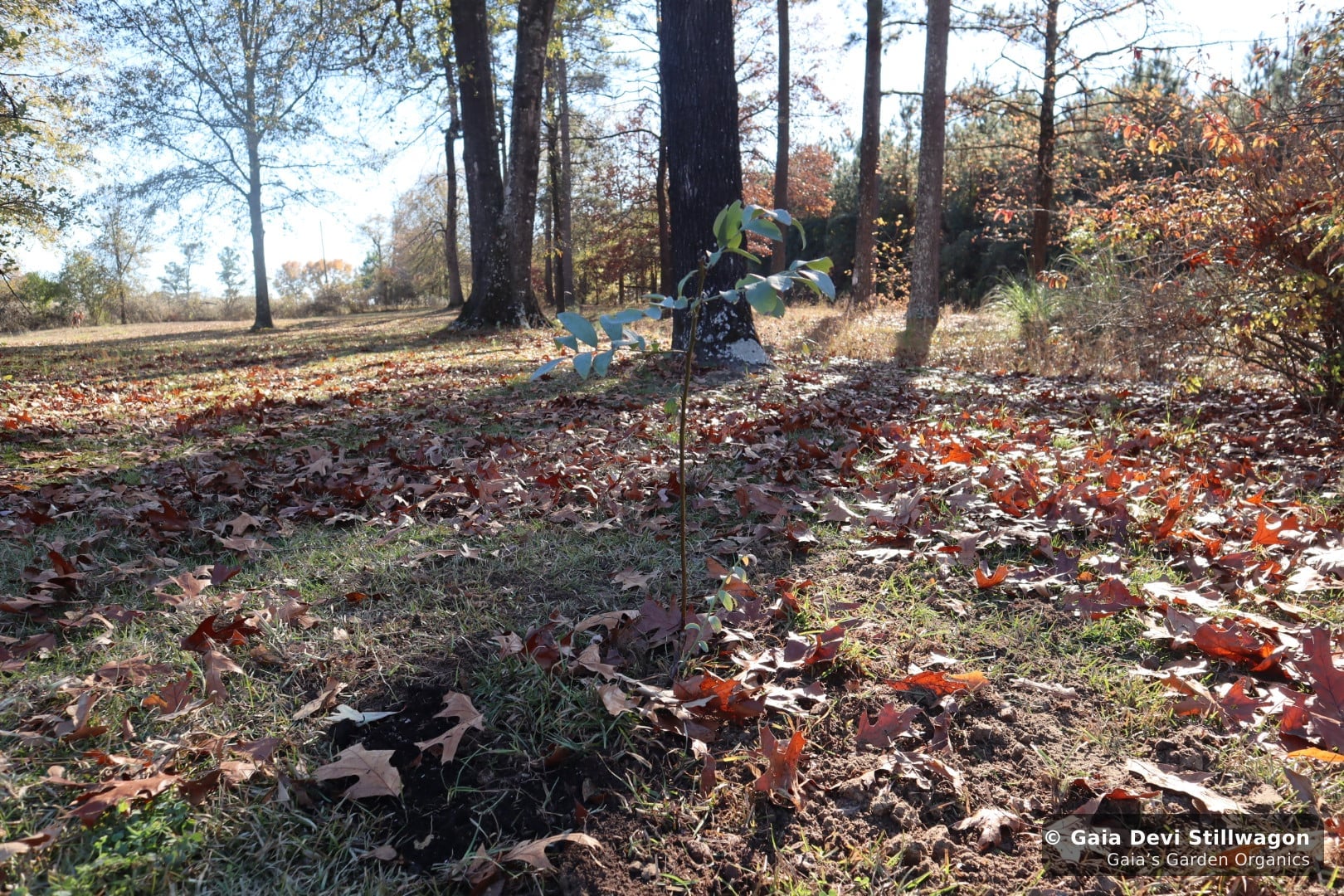 The medicinal herb garden at Gaia's Garden Organics, Umpire, Arkansas · Gaia Devi, clinical herbalist