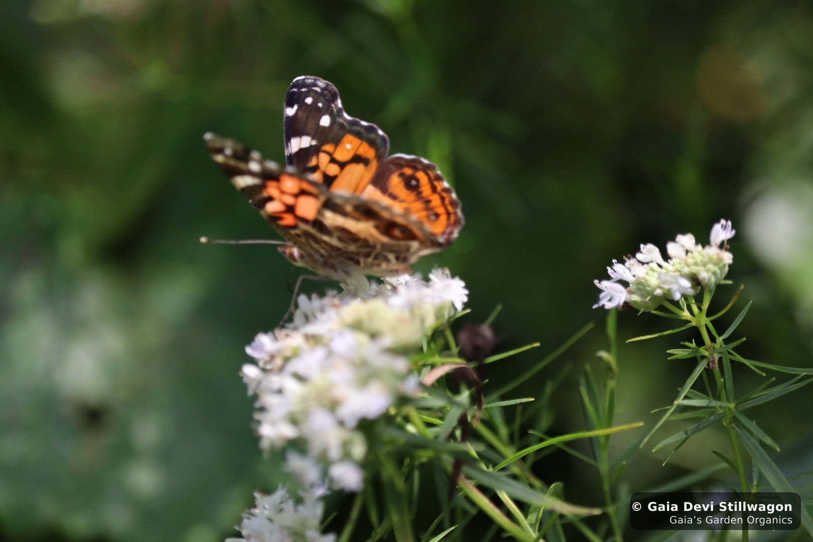 The medicinal herb garden at Gaia's Garden Organics, Umpire, Arkansas · Gaia Devi, clinical herbalist