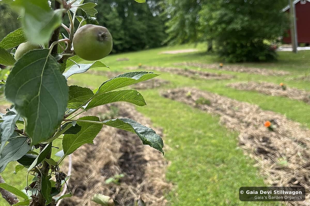 The medicinal herb garden at Gaia's Garden Organics, Umpire, Arkansas · Gaia Devi, clinical herbalist