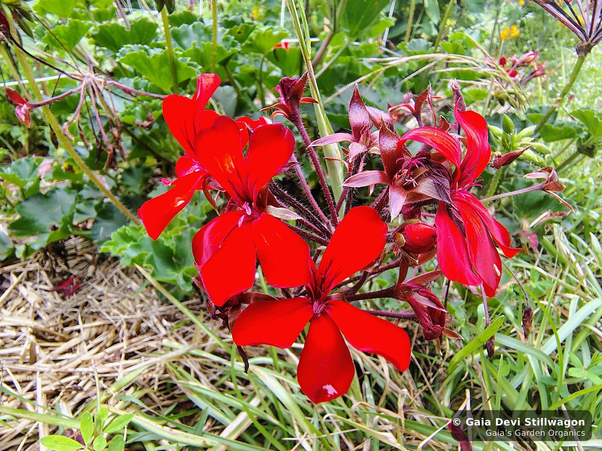 The medicinal herb garden at Gaia's Garden Organics, Umpire, Arkansas · Gaia Devi, clinical herbalist