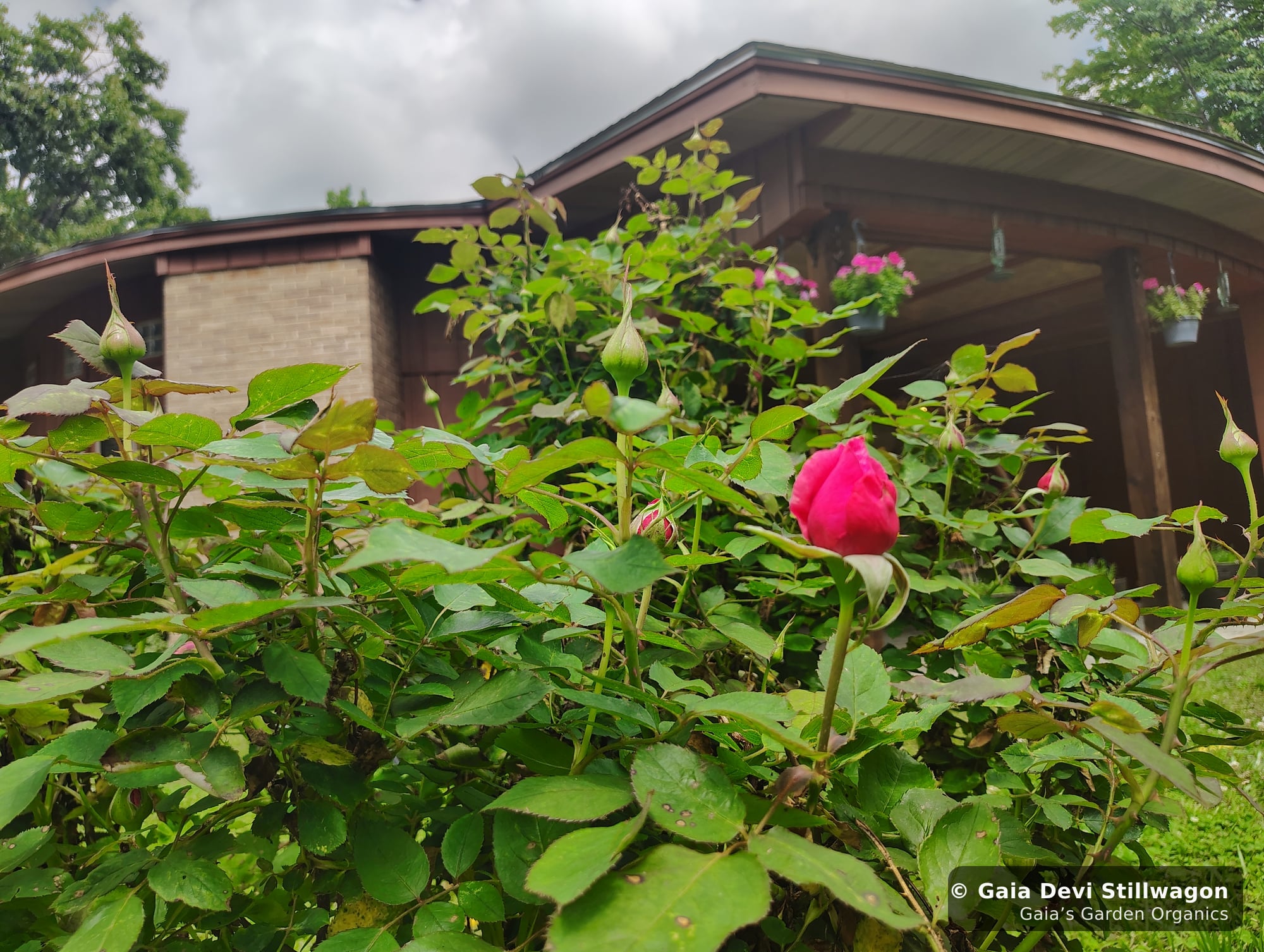 A cultivated rose bush in flower with one fully-opened pink bloom and the Zen Home of Gaia's Garden in Umpire, Arkansas behind, the source plant for our Heartful Flower Essence