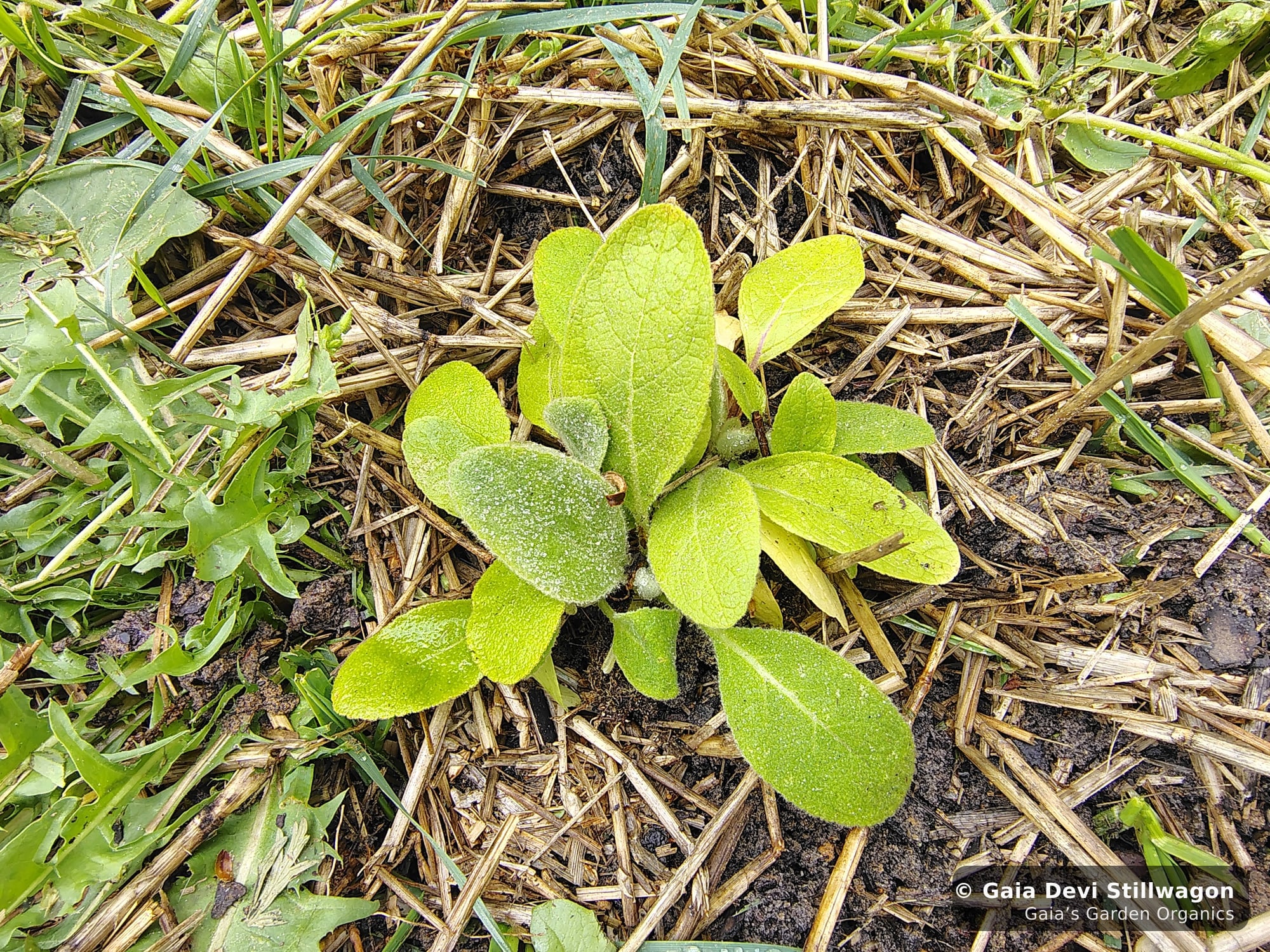 A young mullein plant grown from seed at Gaia's Garden in Umpire, Arkansas, the first true leaves visible in a straw-mulched bed